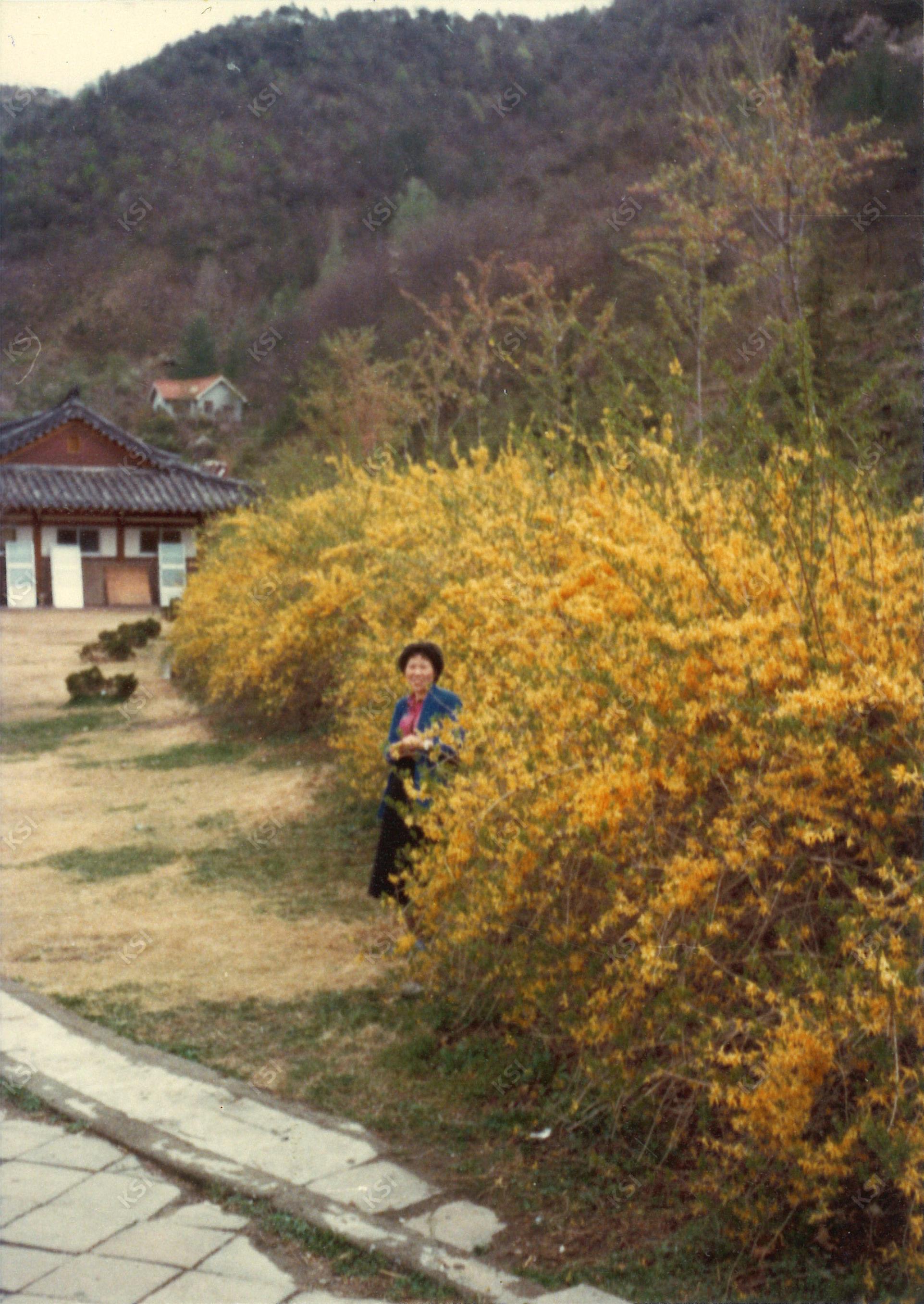 1970년대 김천 직지사 앞 개나리를 배경으로