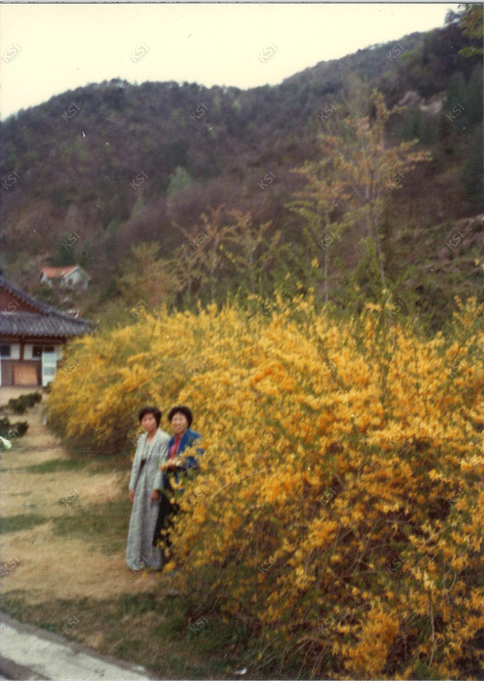1970년대 김천 직지사 앞 개나리를 배경으로