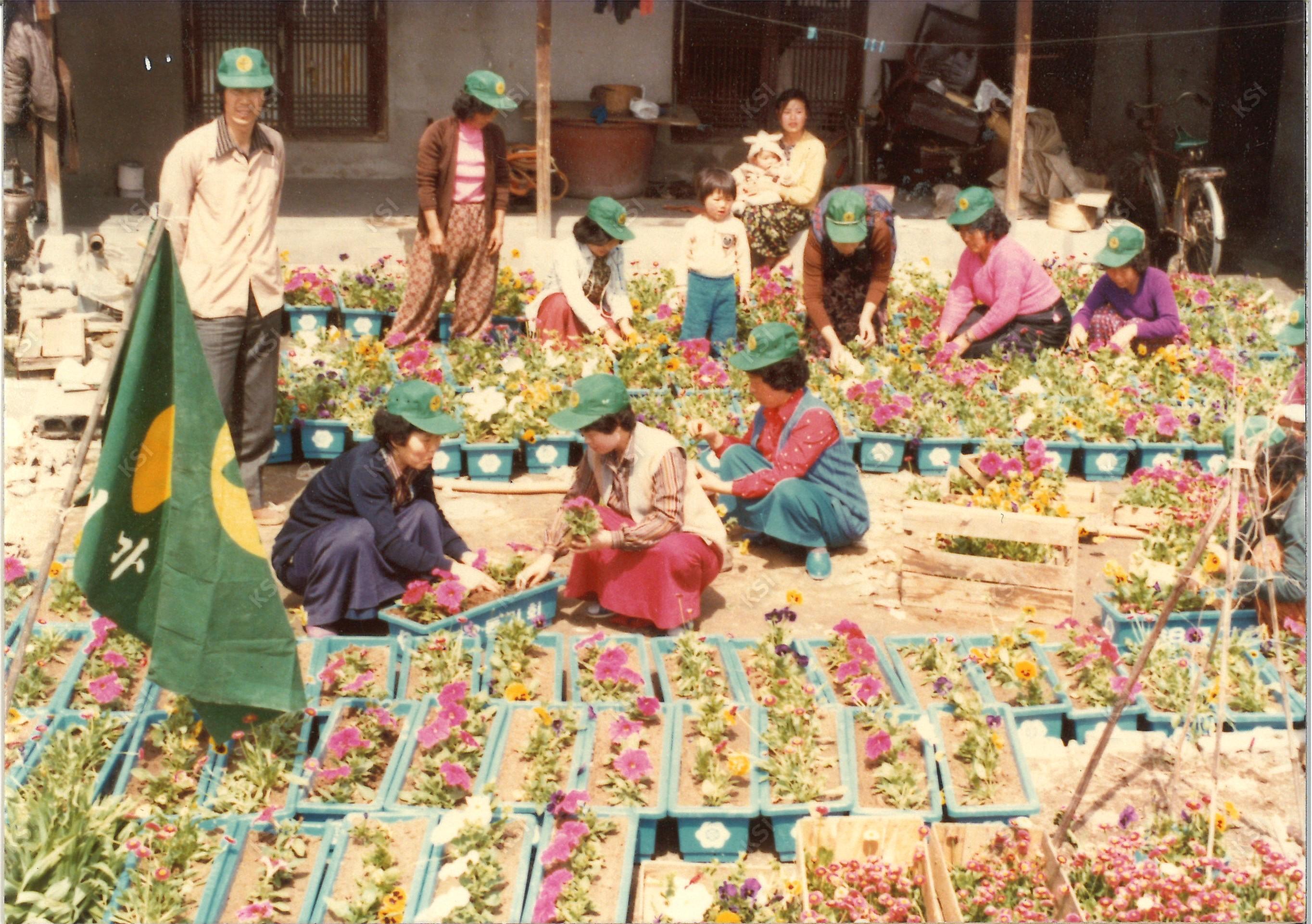 1970년대 새마을운동 꽃 가꾸기