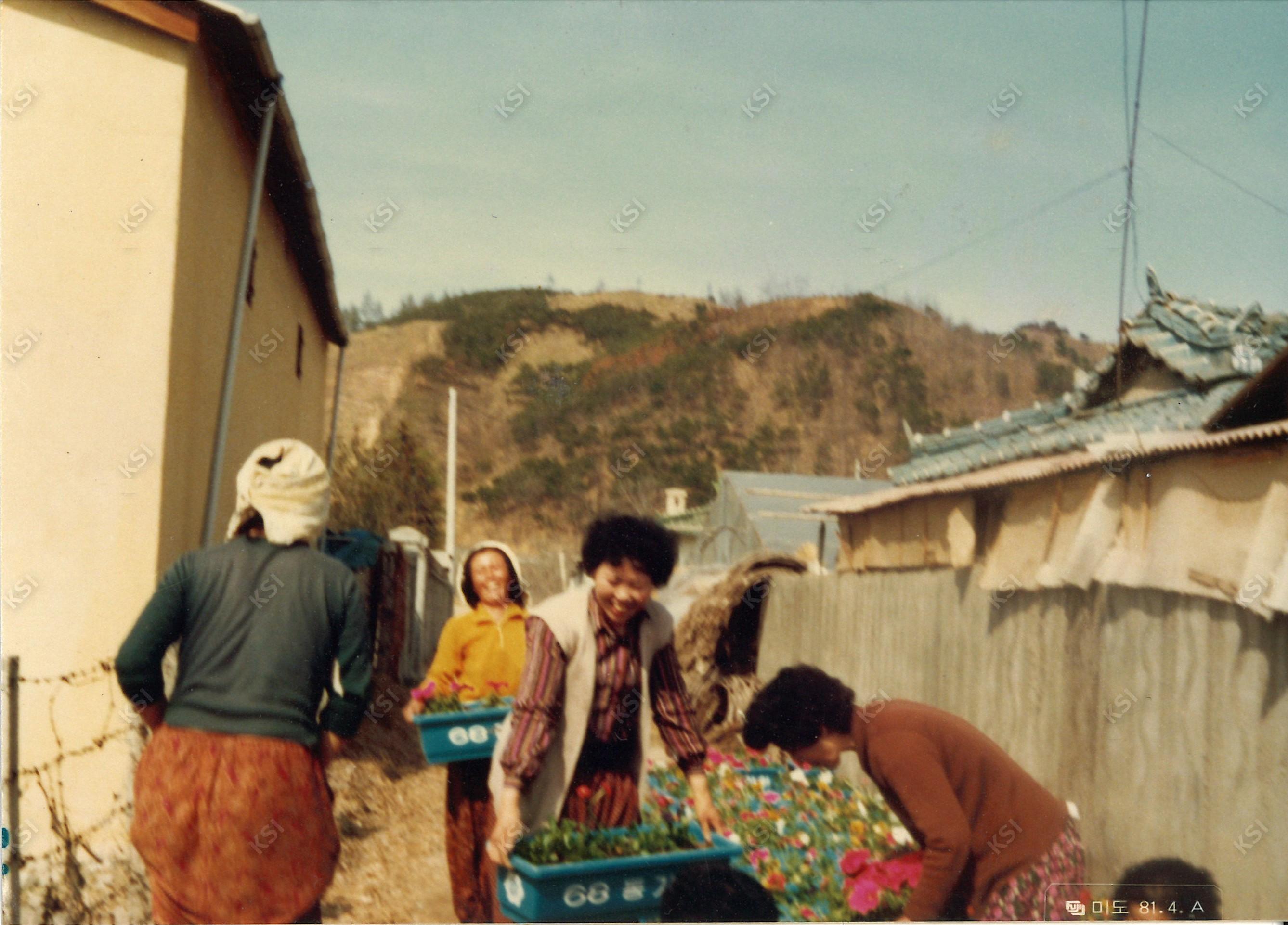 1970년대 새마을운동 꽃 가꾸기