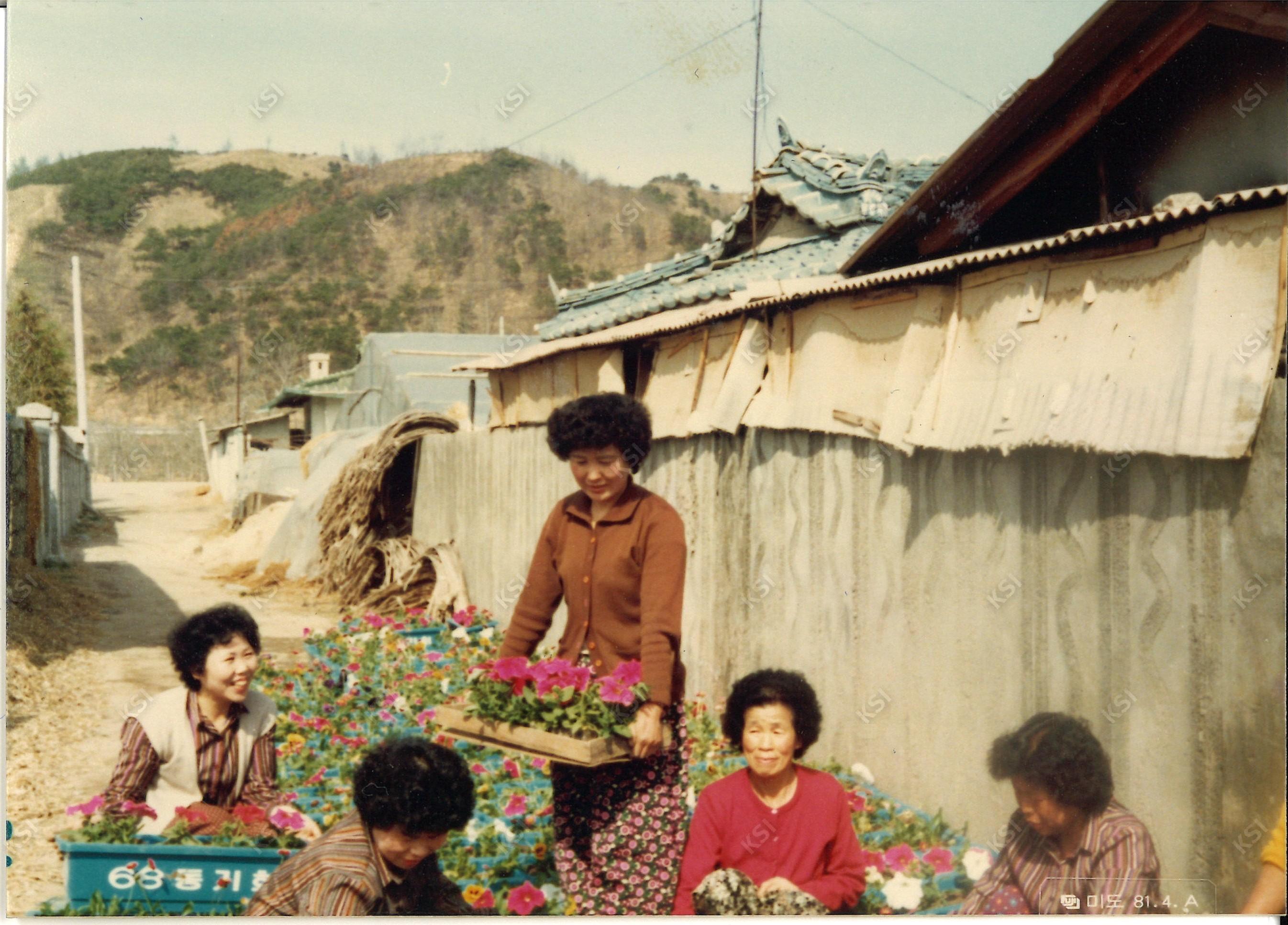 1970년대 새마을운동 꽃 가꾸기