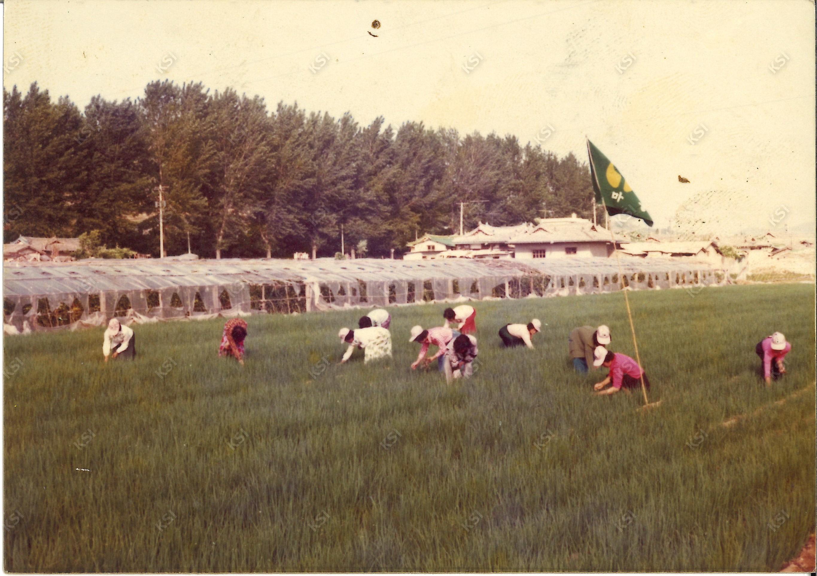 1970년대 새마을운동 모내기 활동