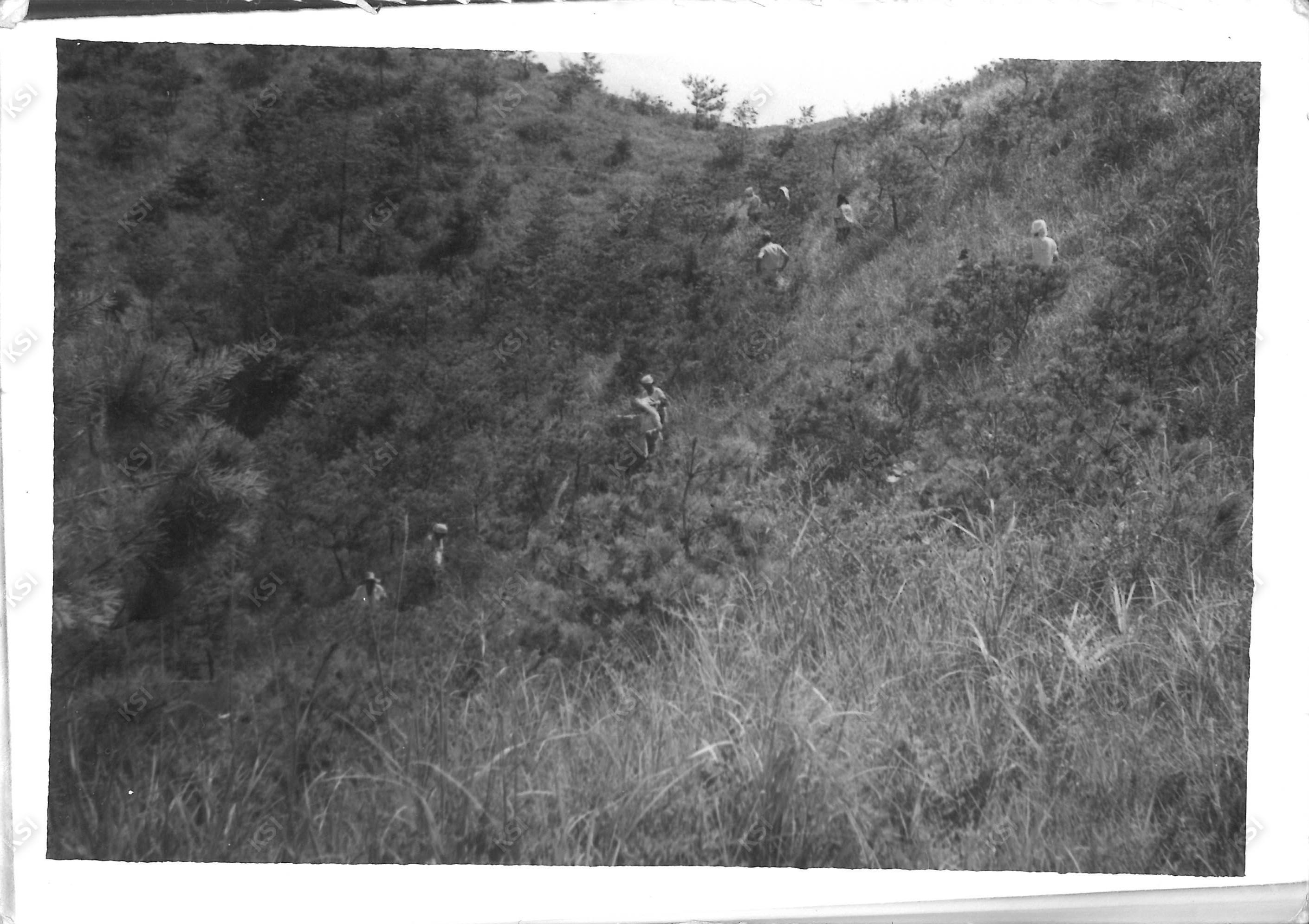 1970년대 새마을운동 방충 작업