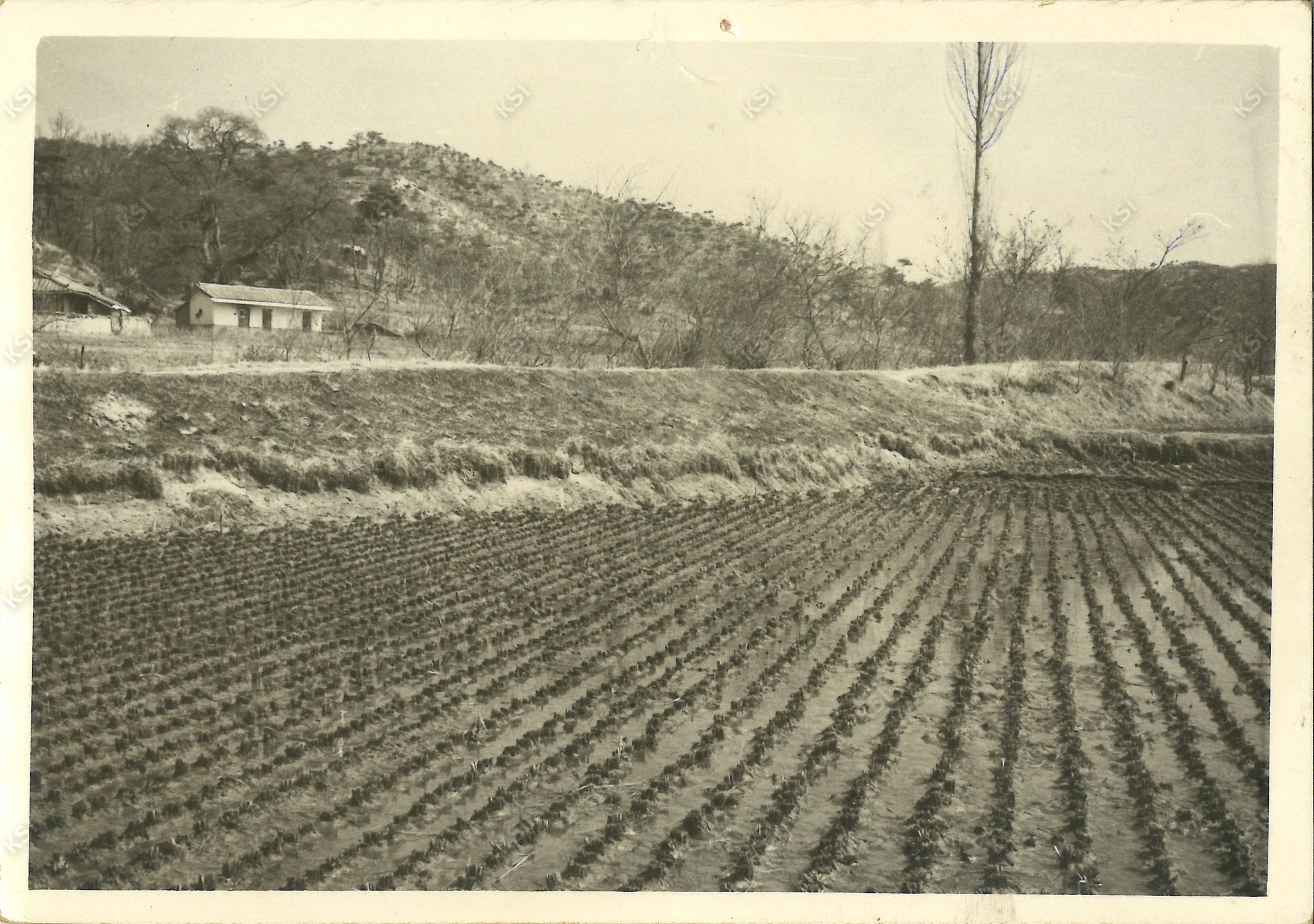 1970년대 새마을운동 이전 용상동 전경