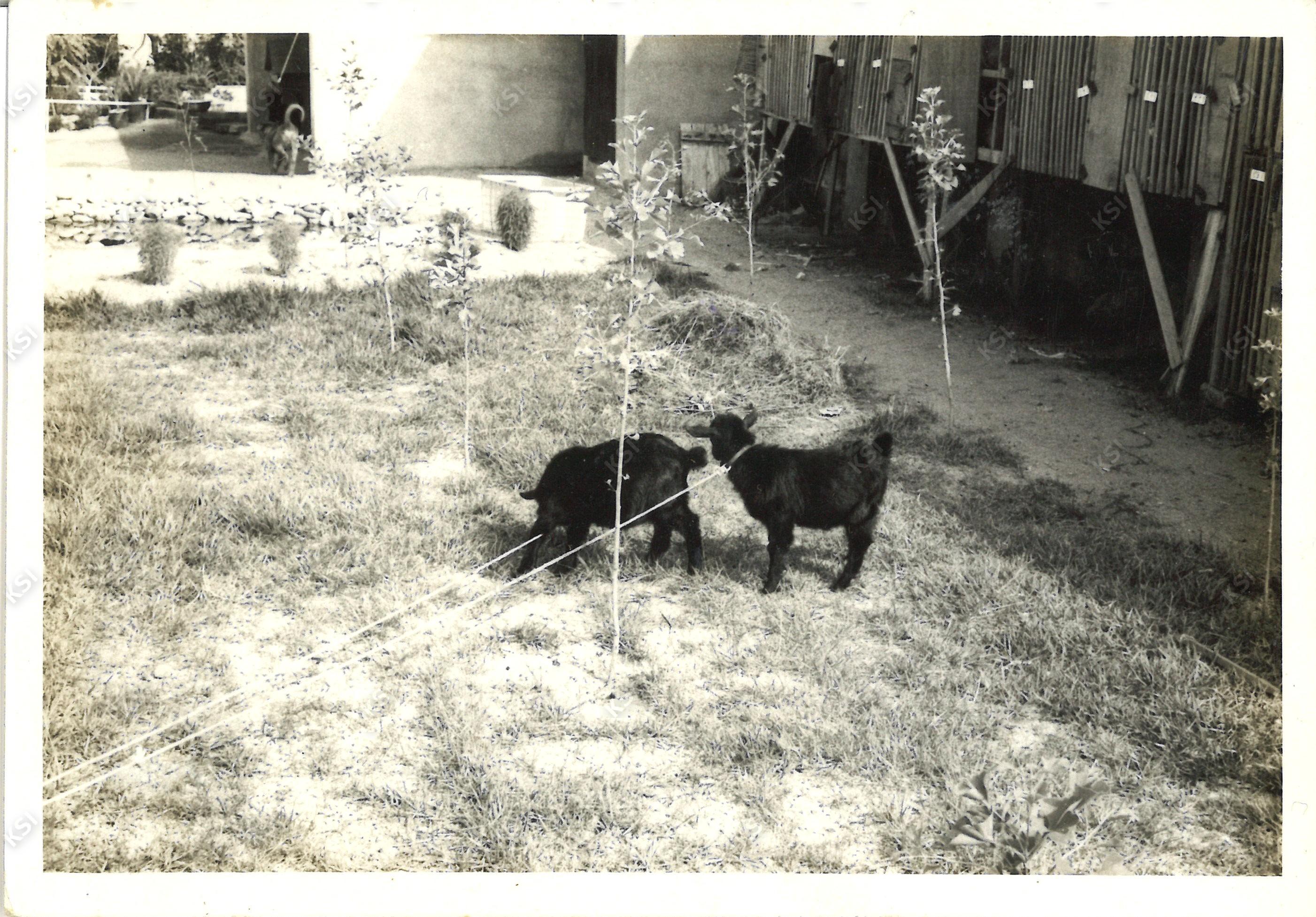 1970년대 제1담배원료공장 가축기르기