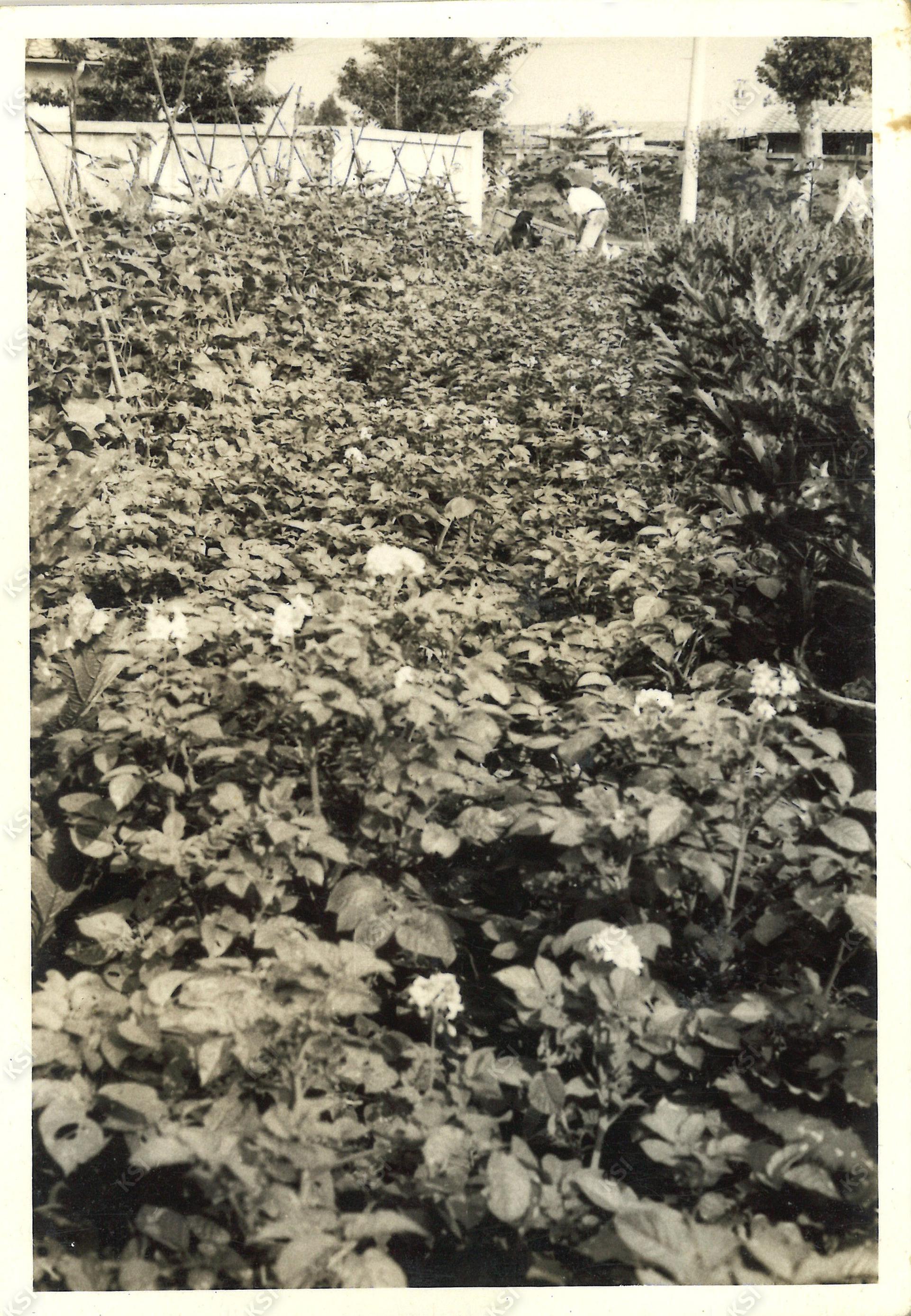 1970년대 제1담배원료공장 유휴지 농작물가꾸기