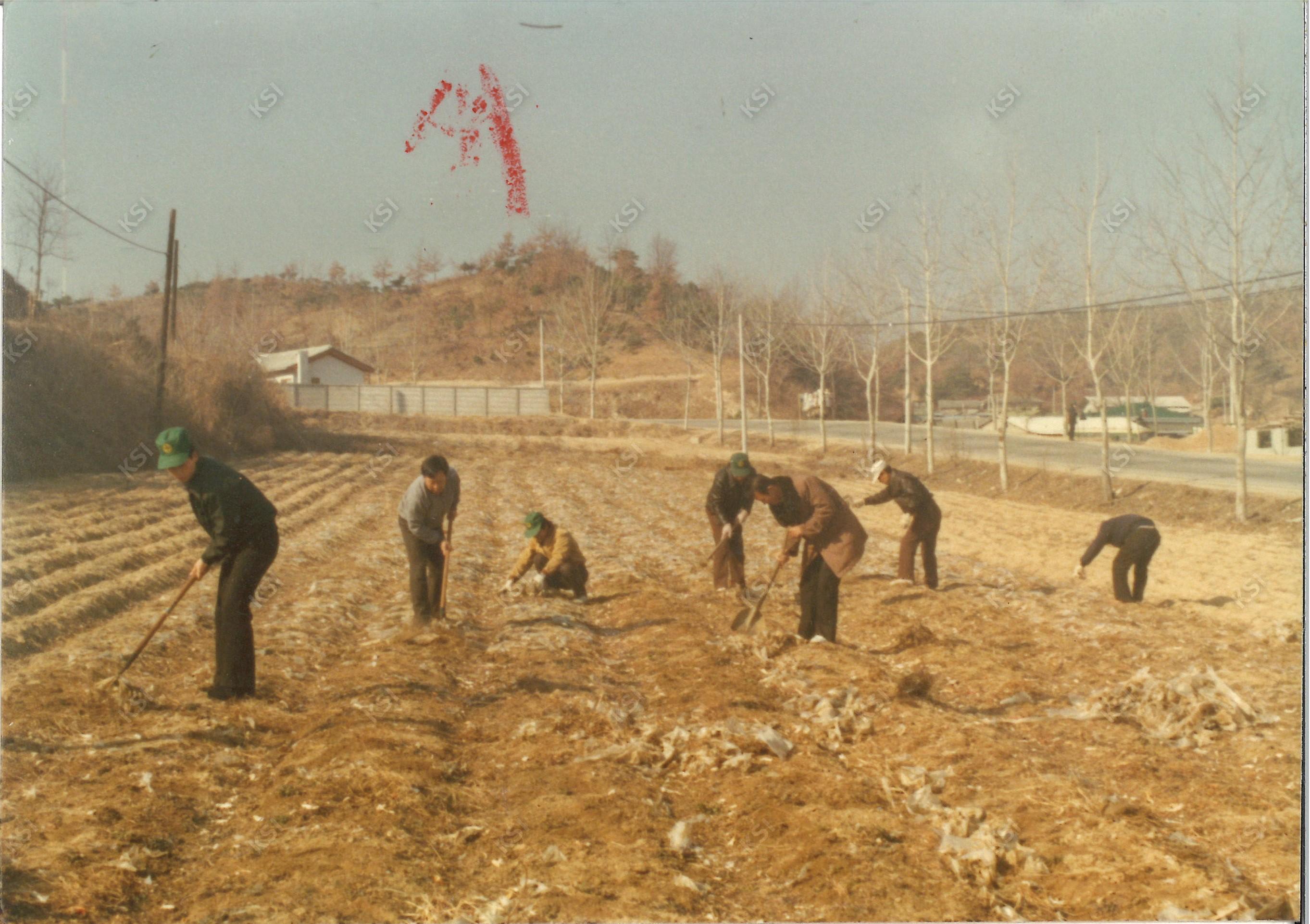 1970년도 새마을운동 농지정리