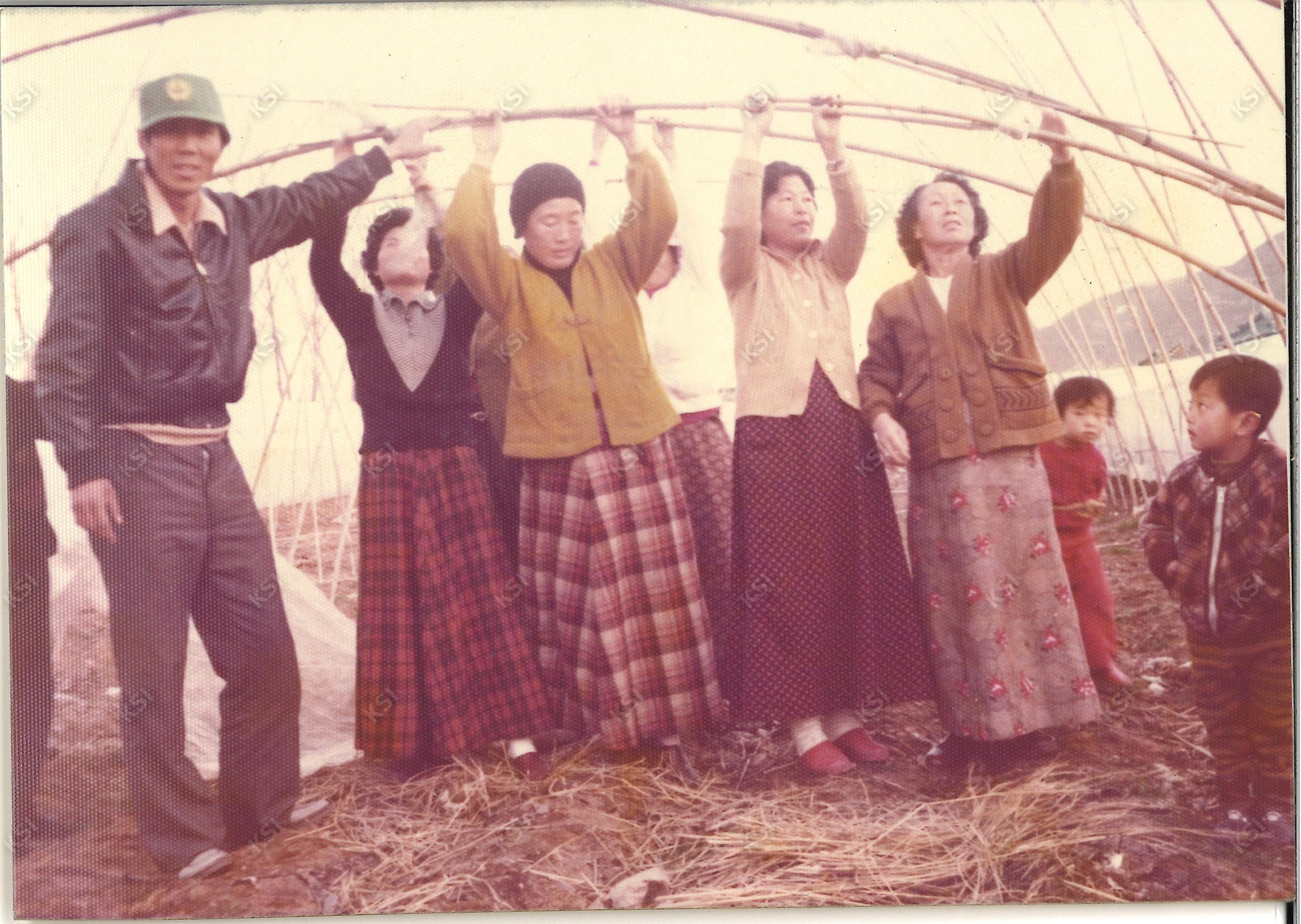 1977년 12월 용상동 새마을운동 비닐하우스 설치