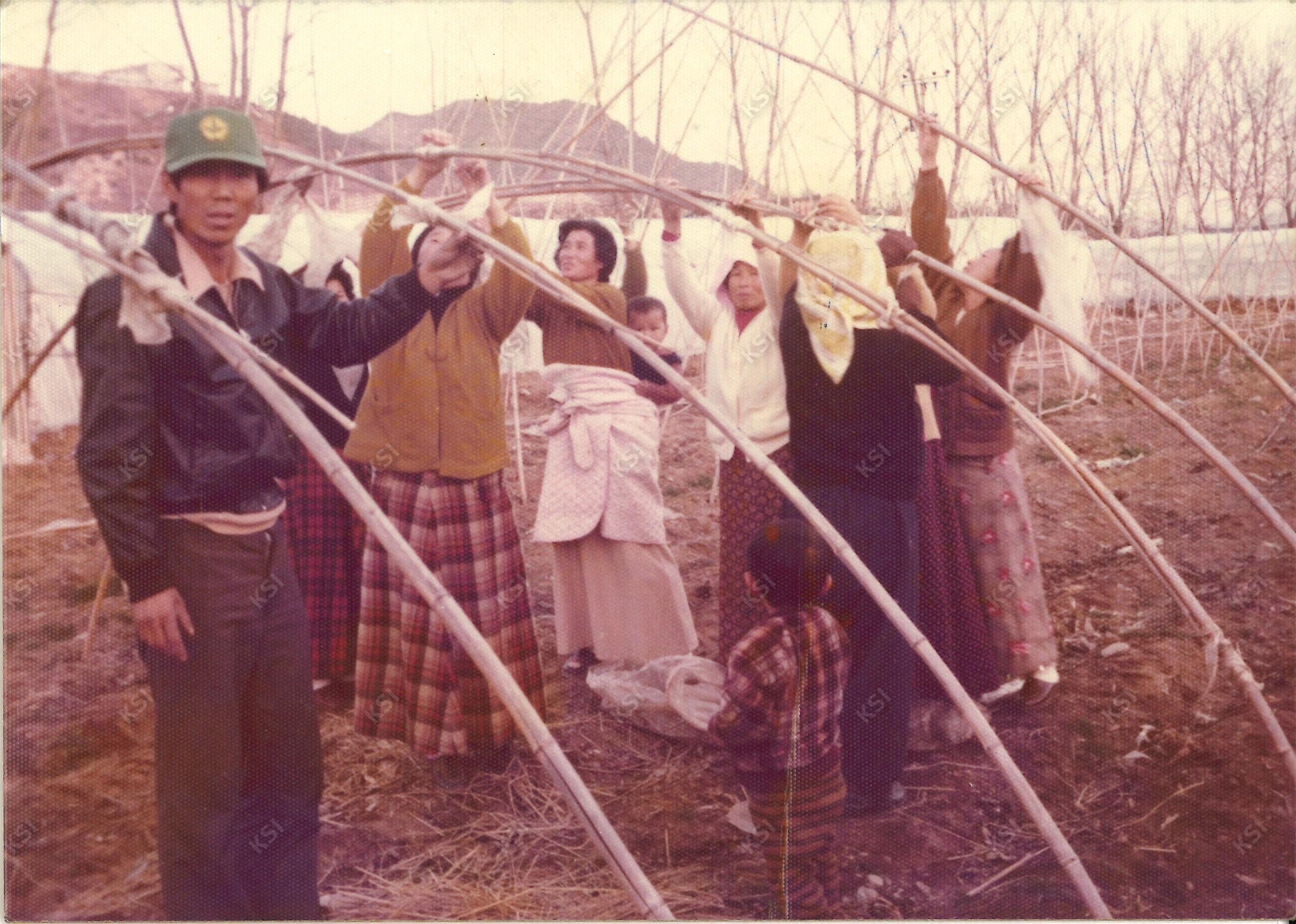 1977년 12월 용상동 새마을운동 비닐하우스 설치
