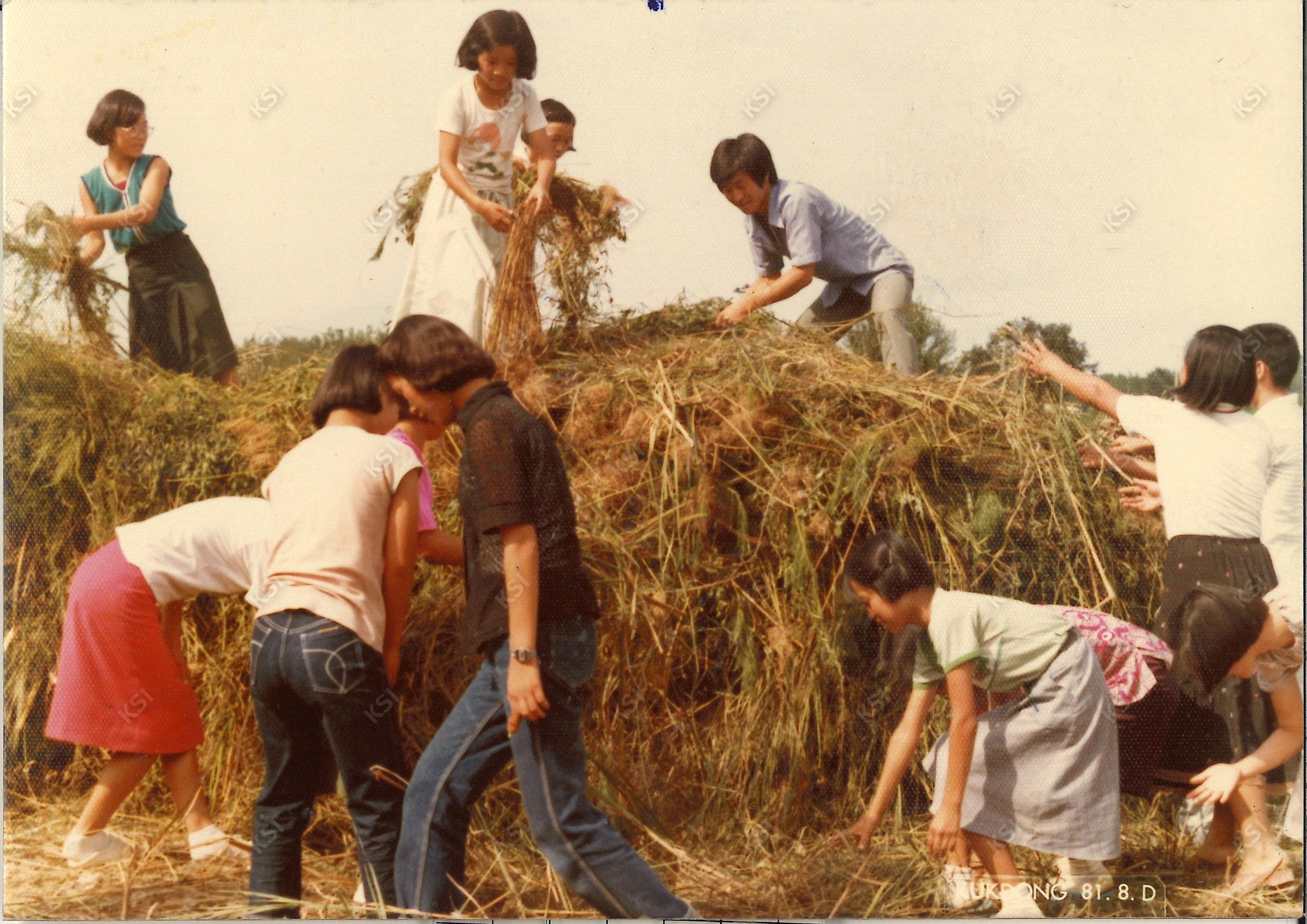 1981년 8월 새마을운동 퇴비증산운동