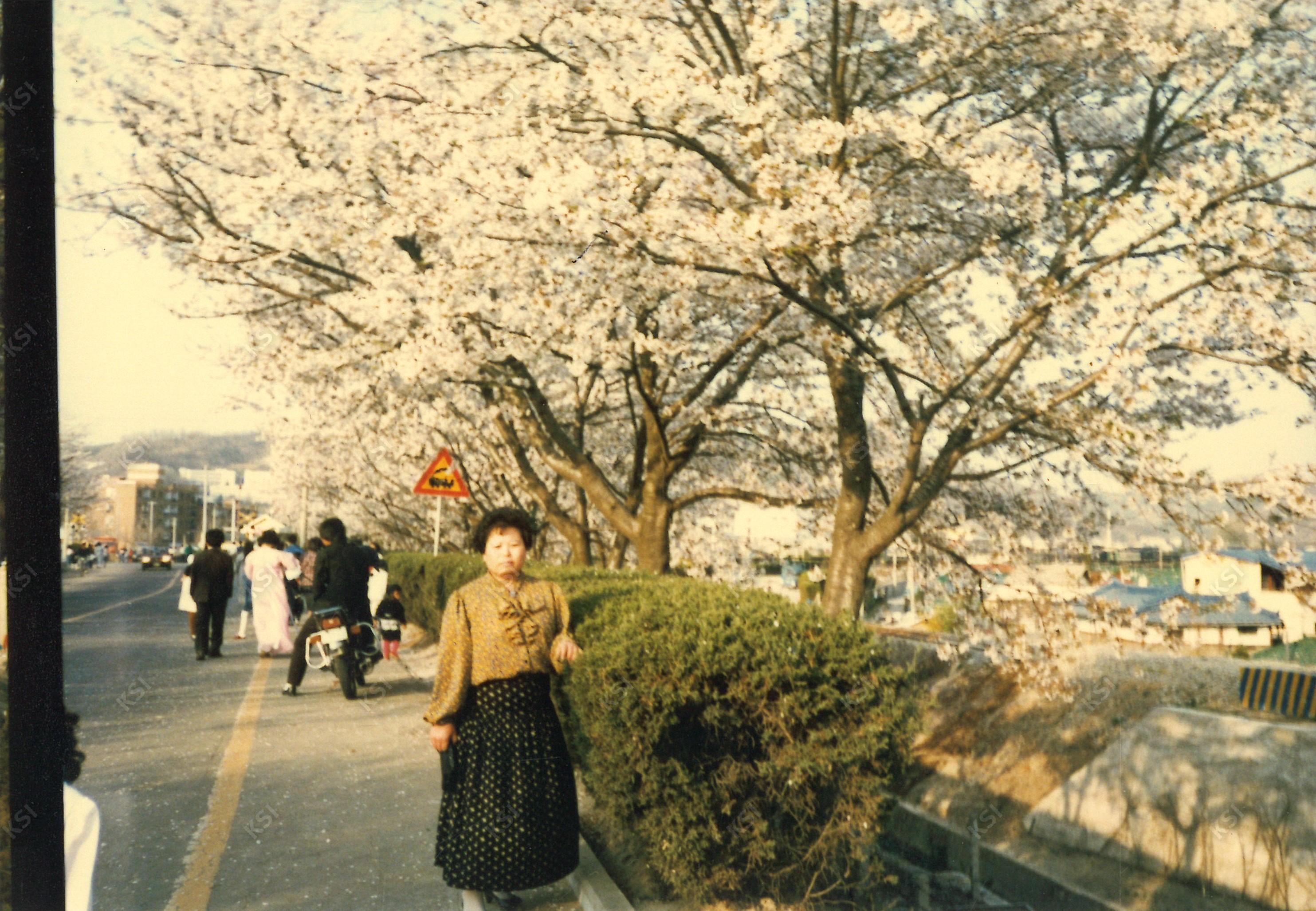 1980년대 안동 벚꽃거리에서