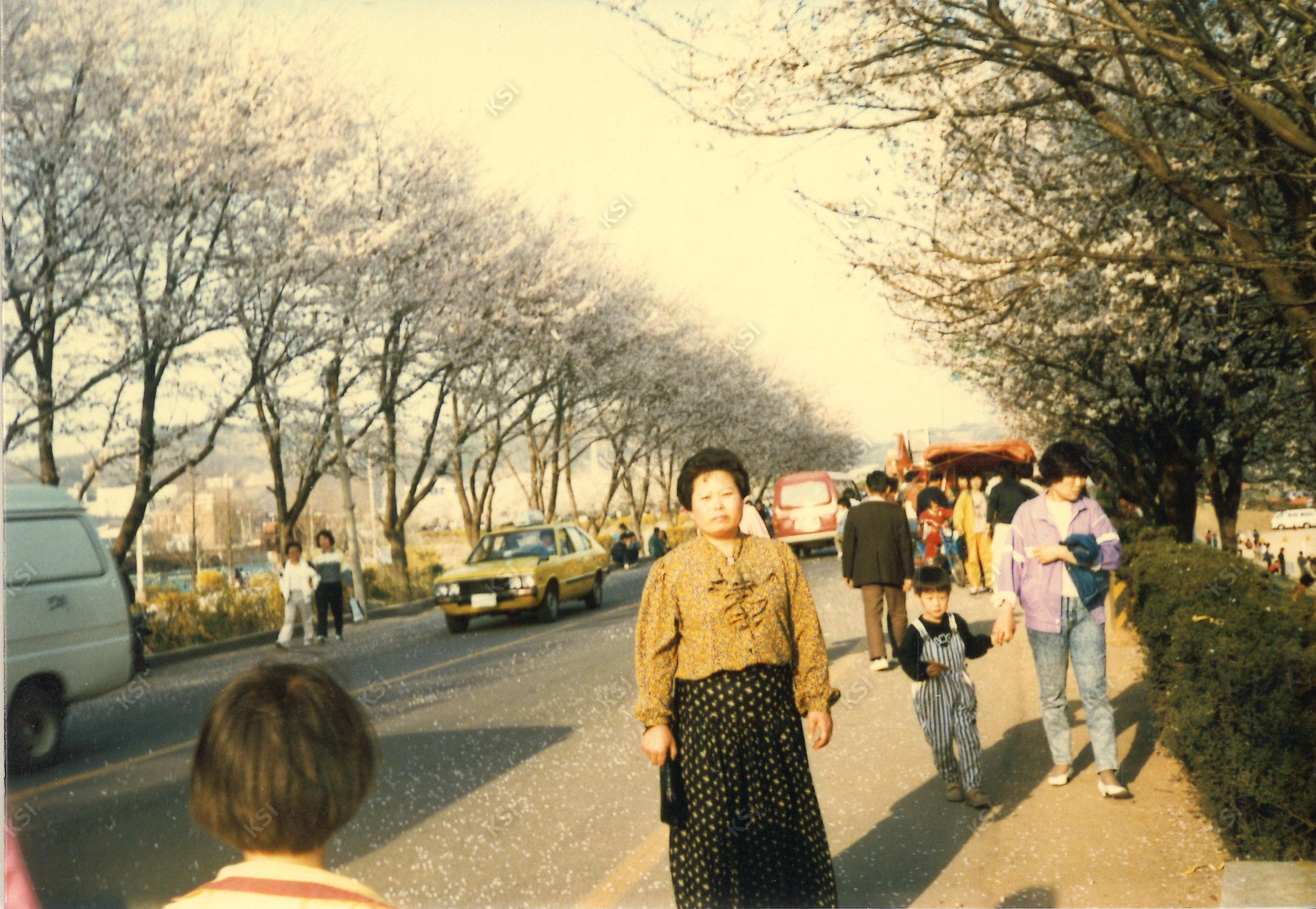 1980년대 안동 벚꽃거리에서