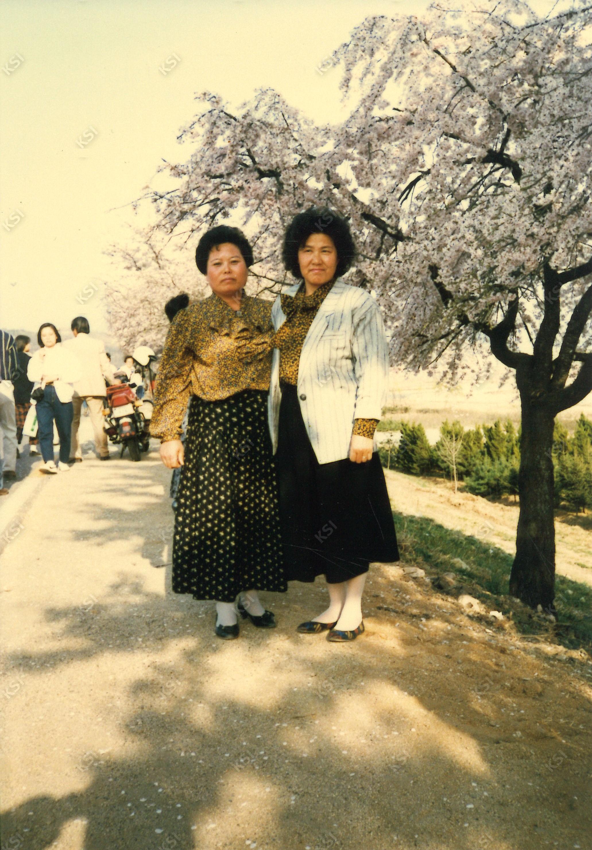 1980년대 안동 벚꽃거리에서