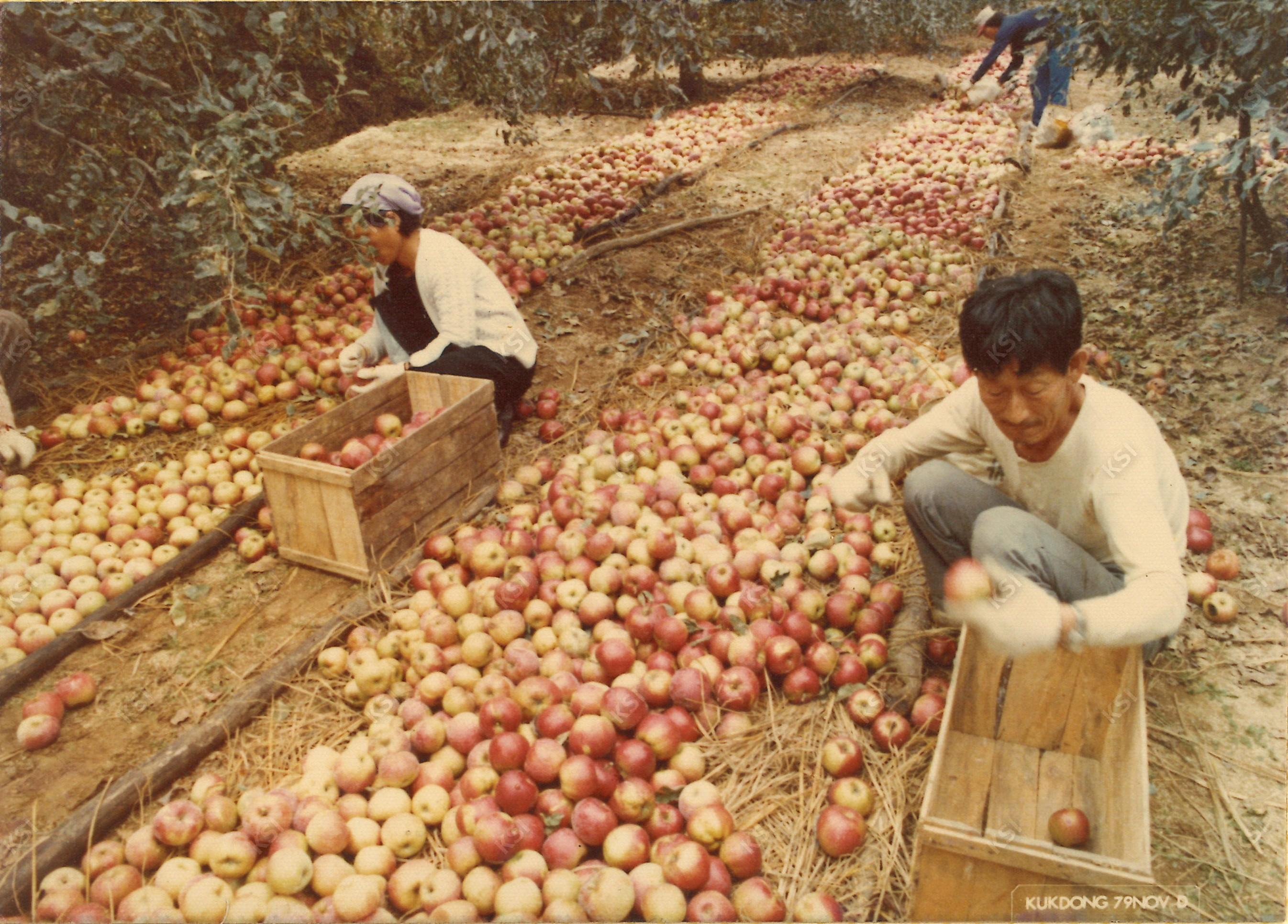1979년 사과 착색작업