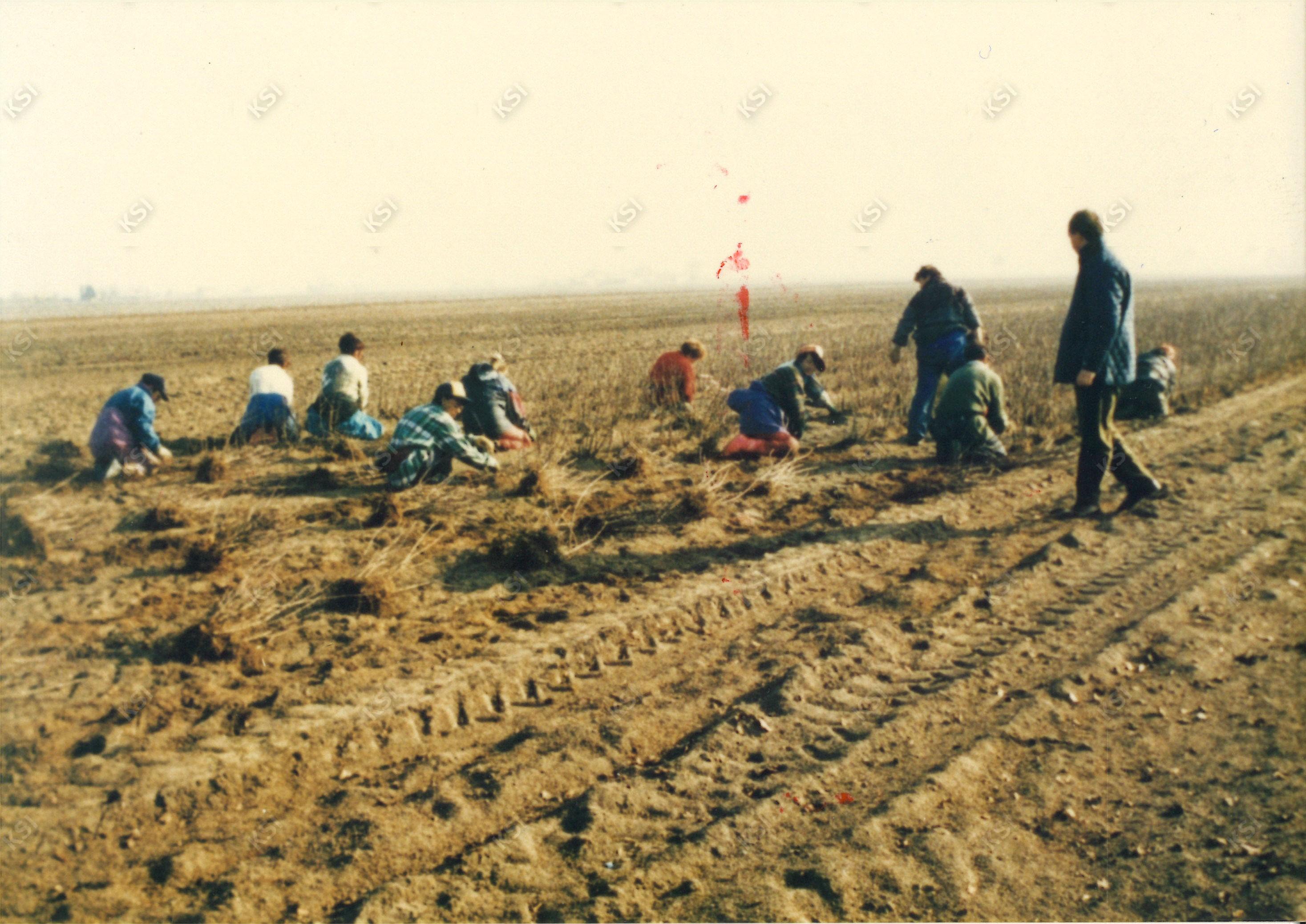 1990년대 후반 사과 묘목 재배
