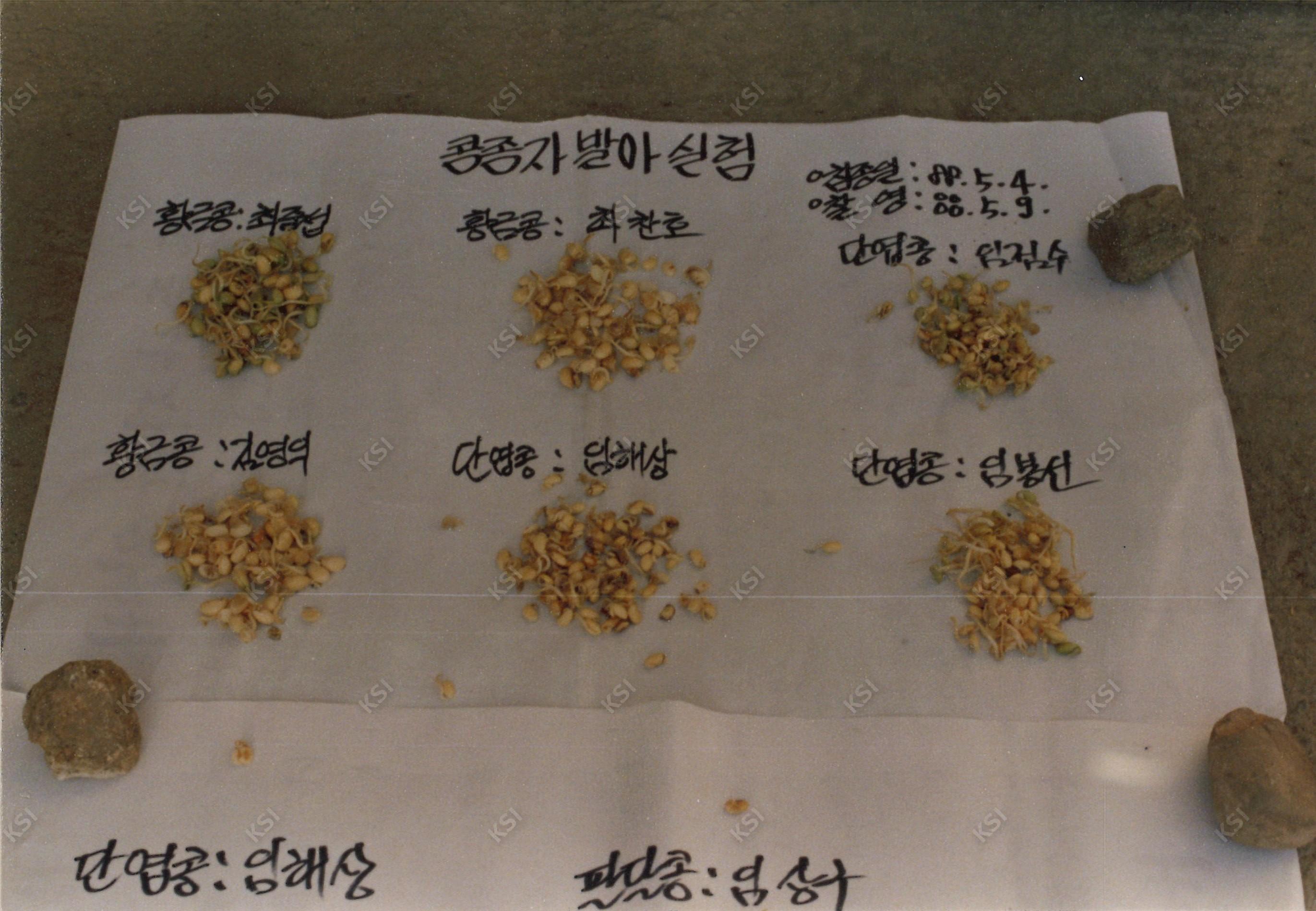 1988년 콩종자 발아실험