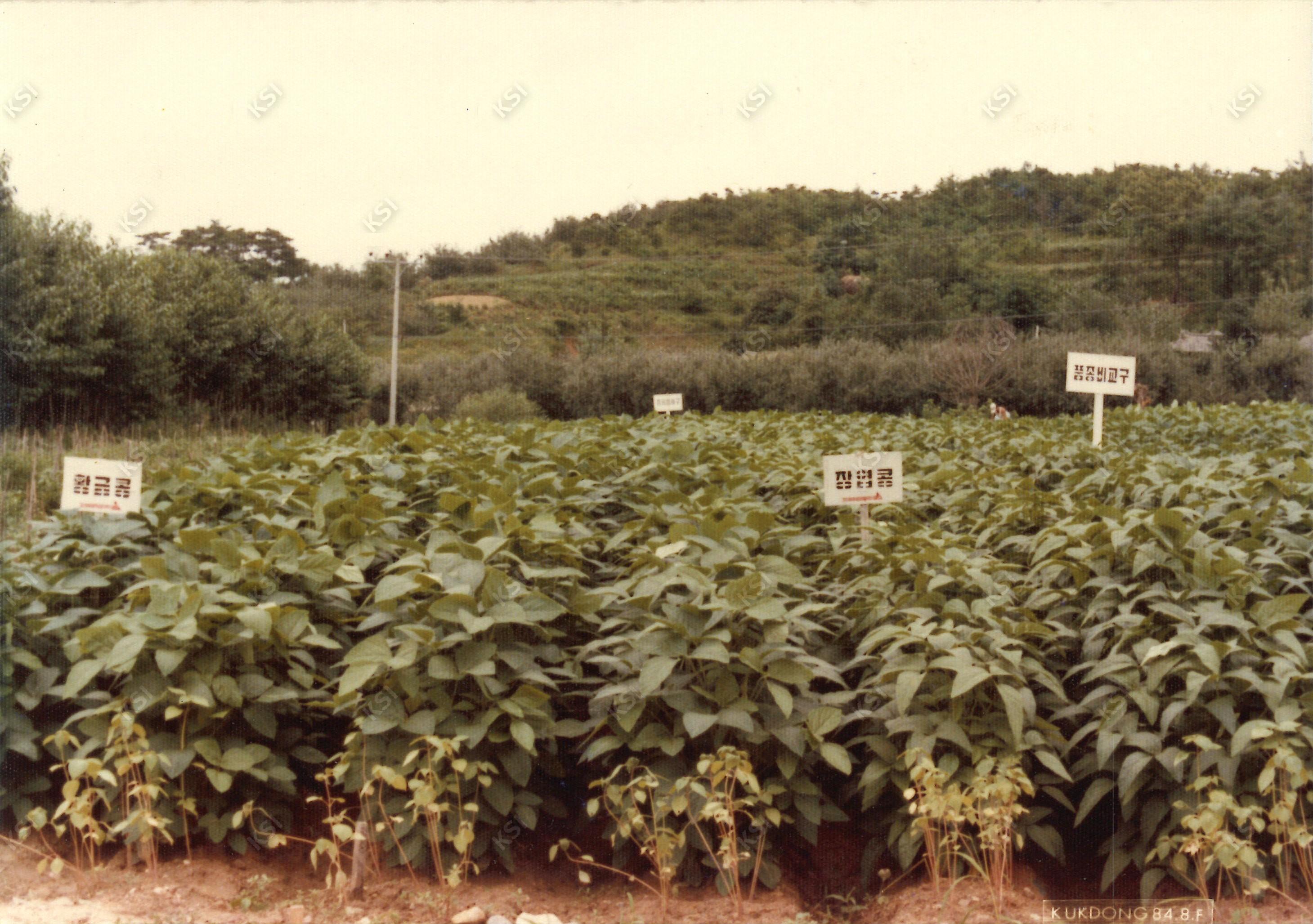 1984년 종자별 콩재배