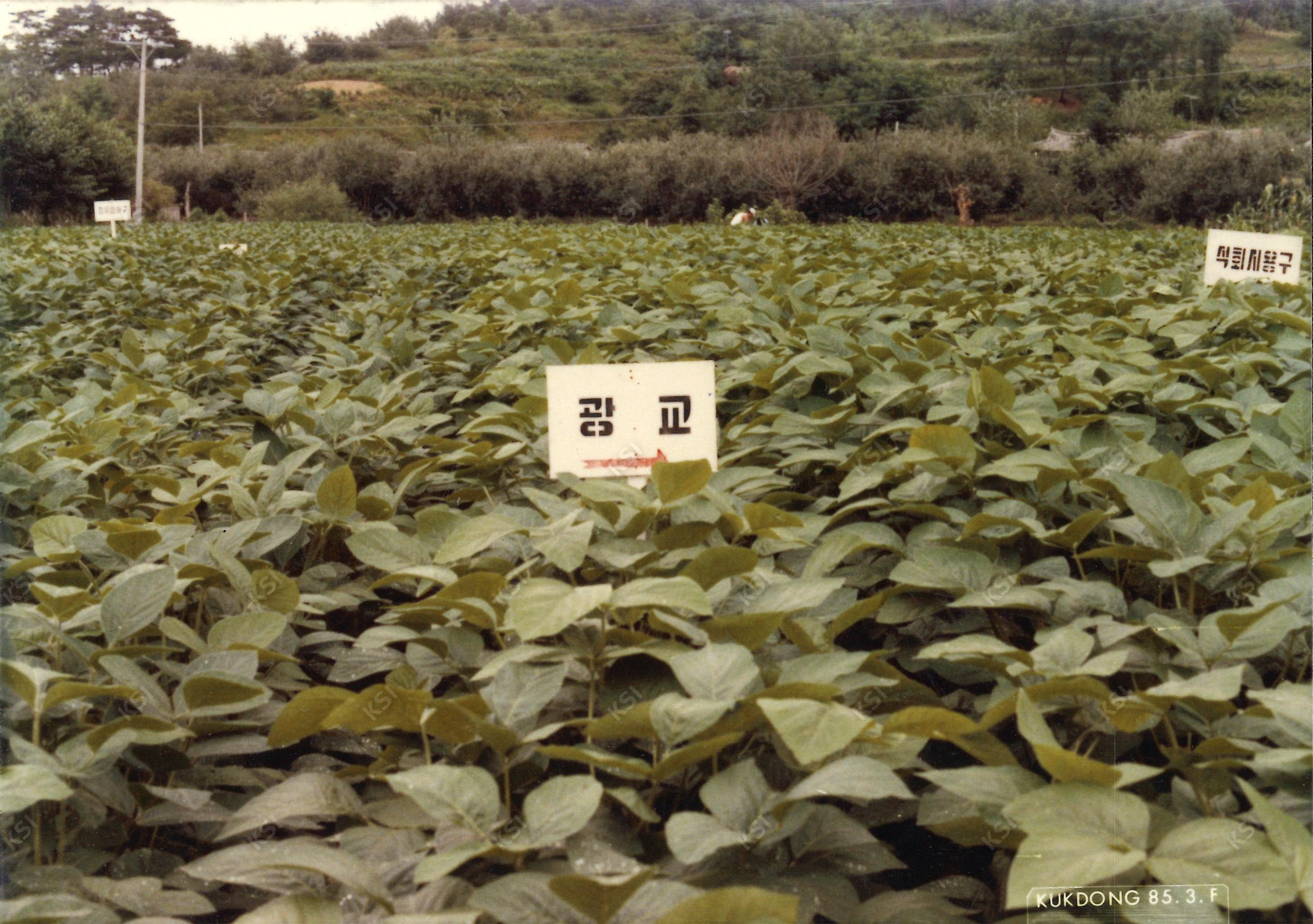 1985년 종자별 콩재배