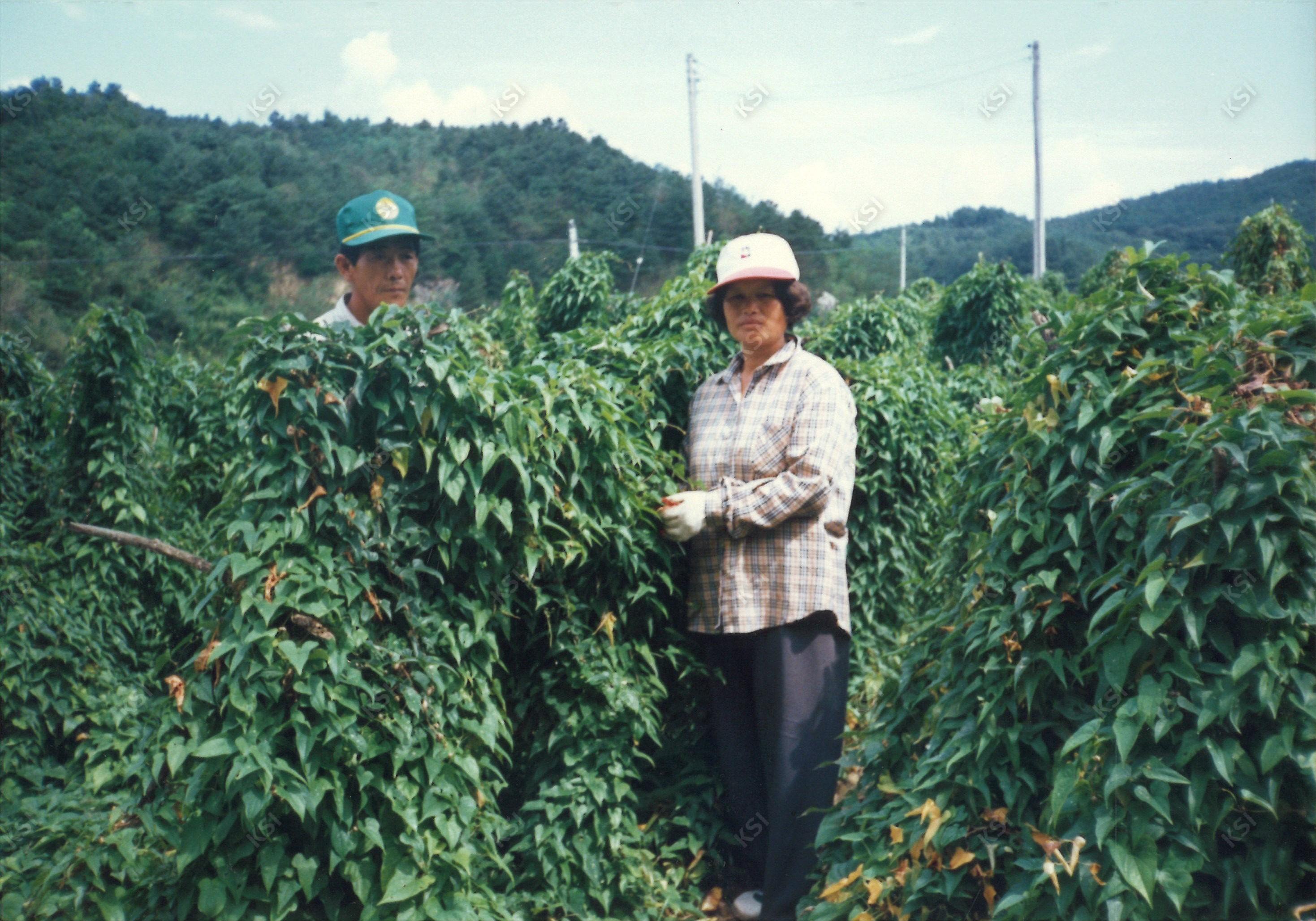 마 재배