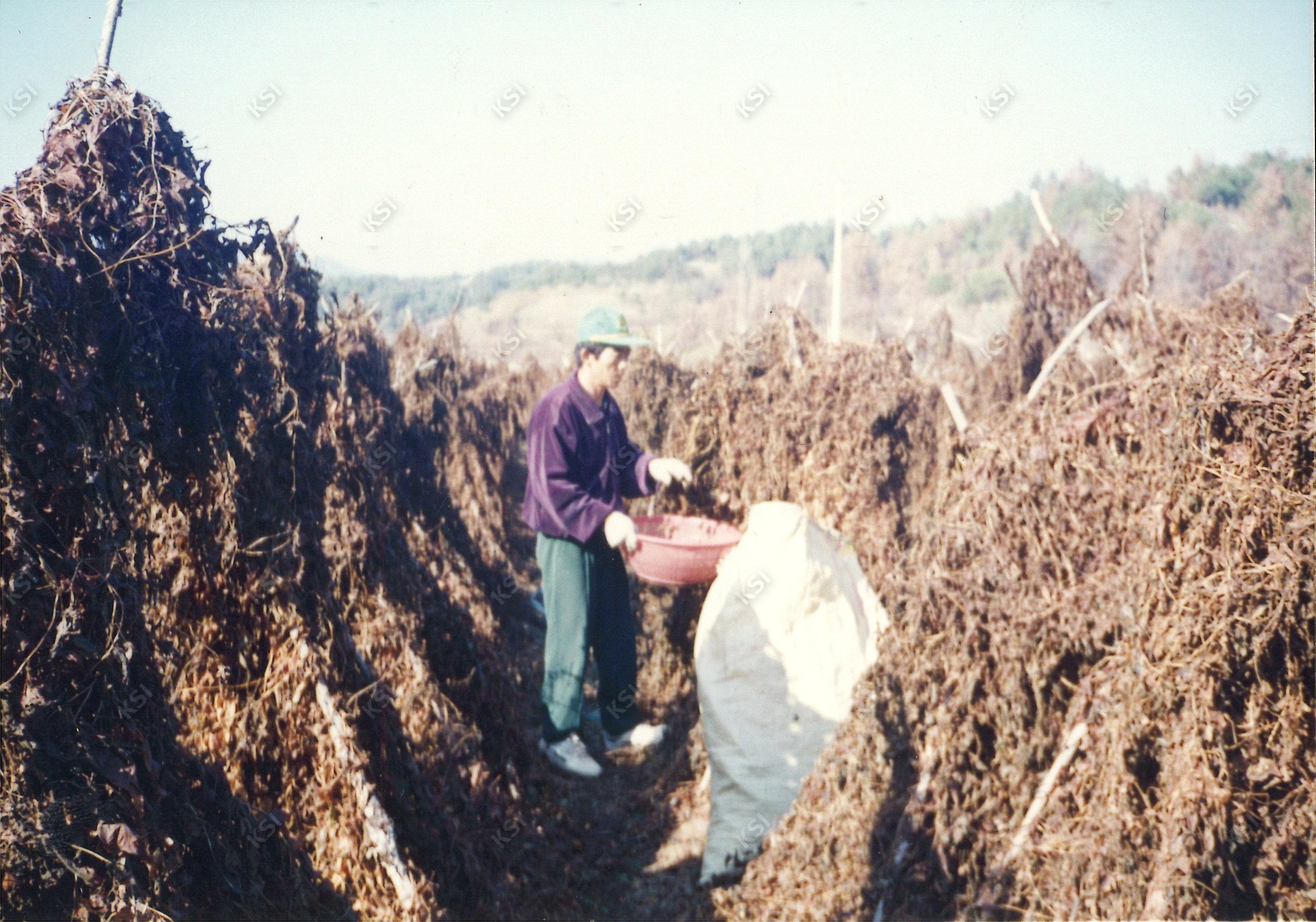 마 추확