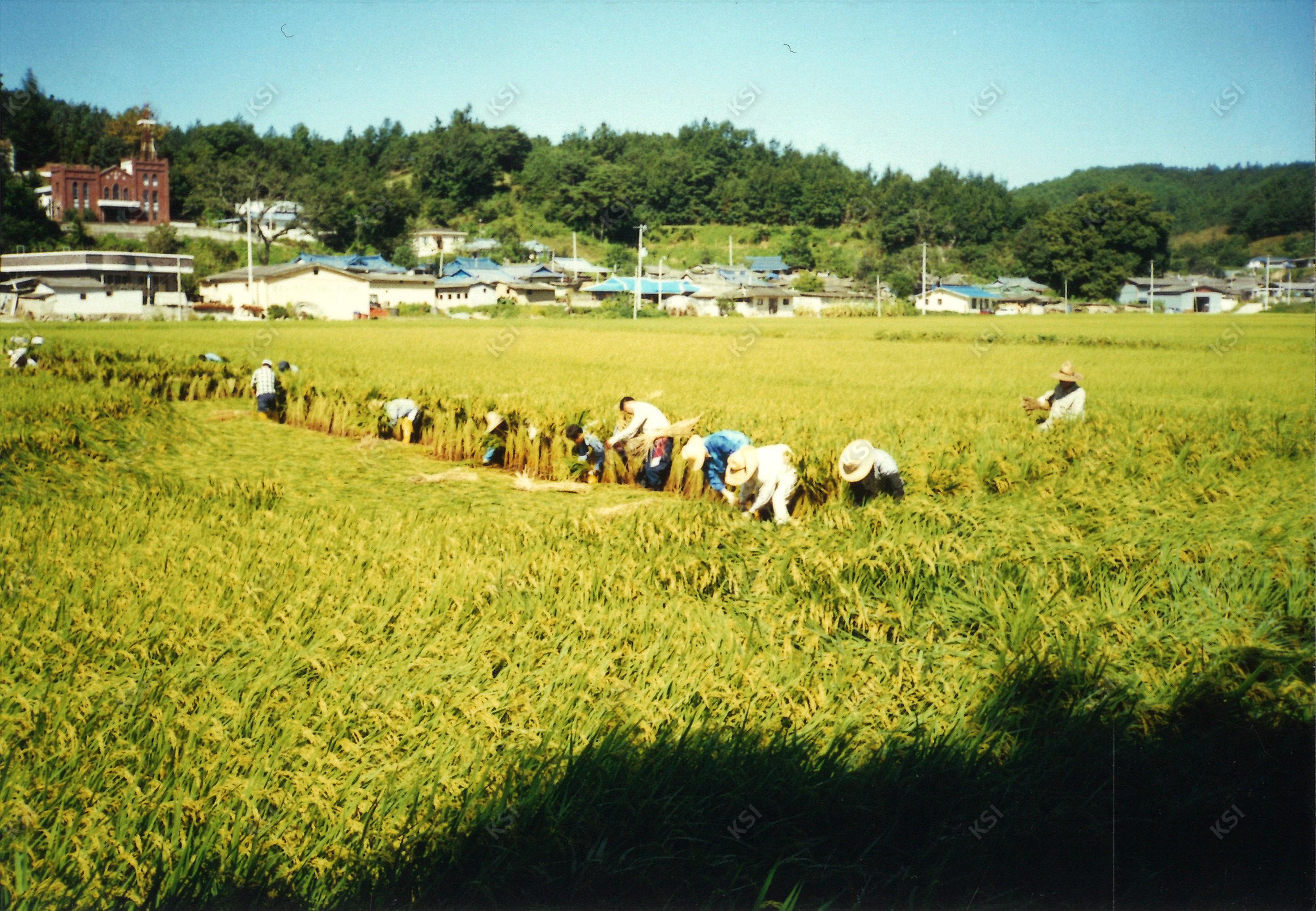 이송천리 벼 세우기