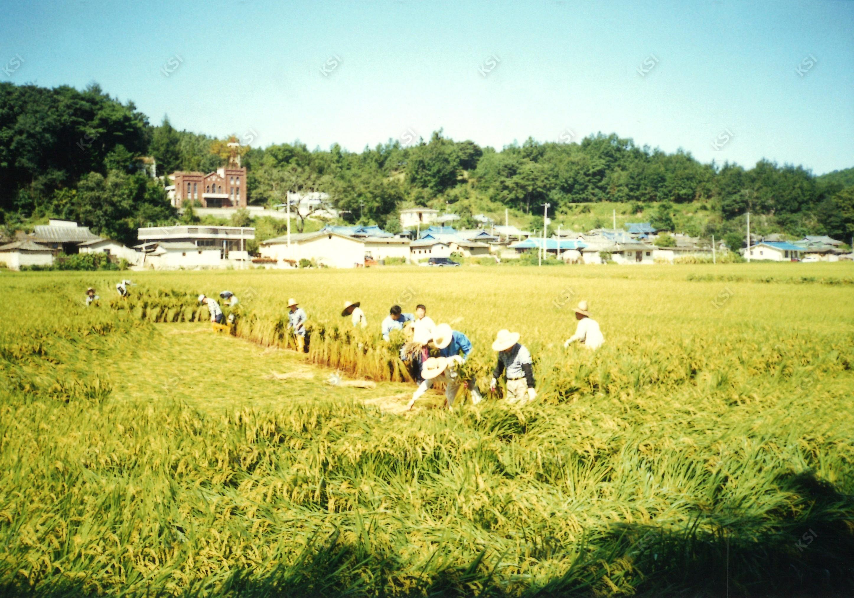 이송천리 벼 세우기