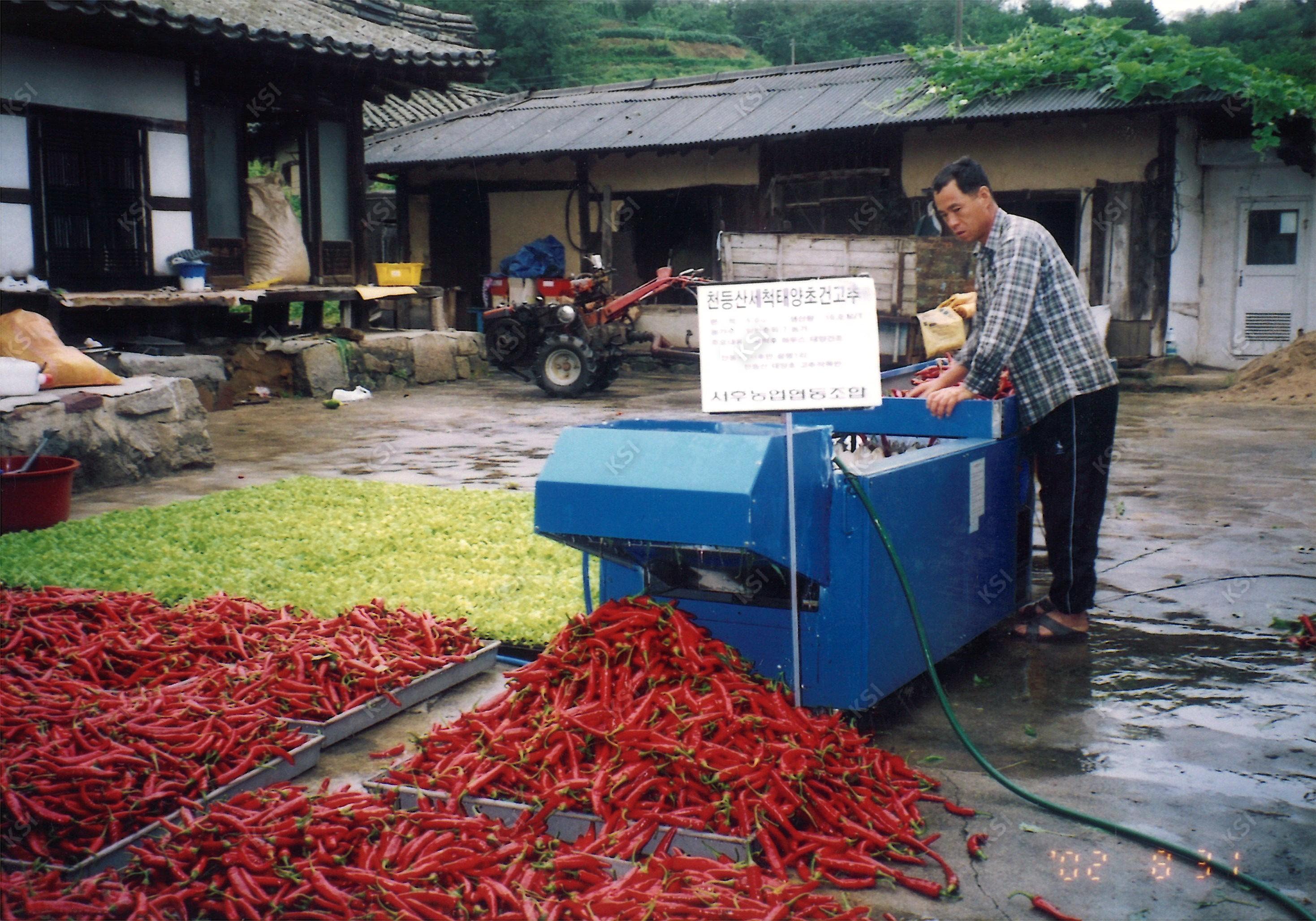 2002년 천등산 세척 태양초 건고추