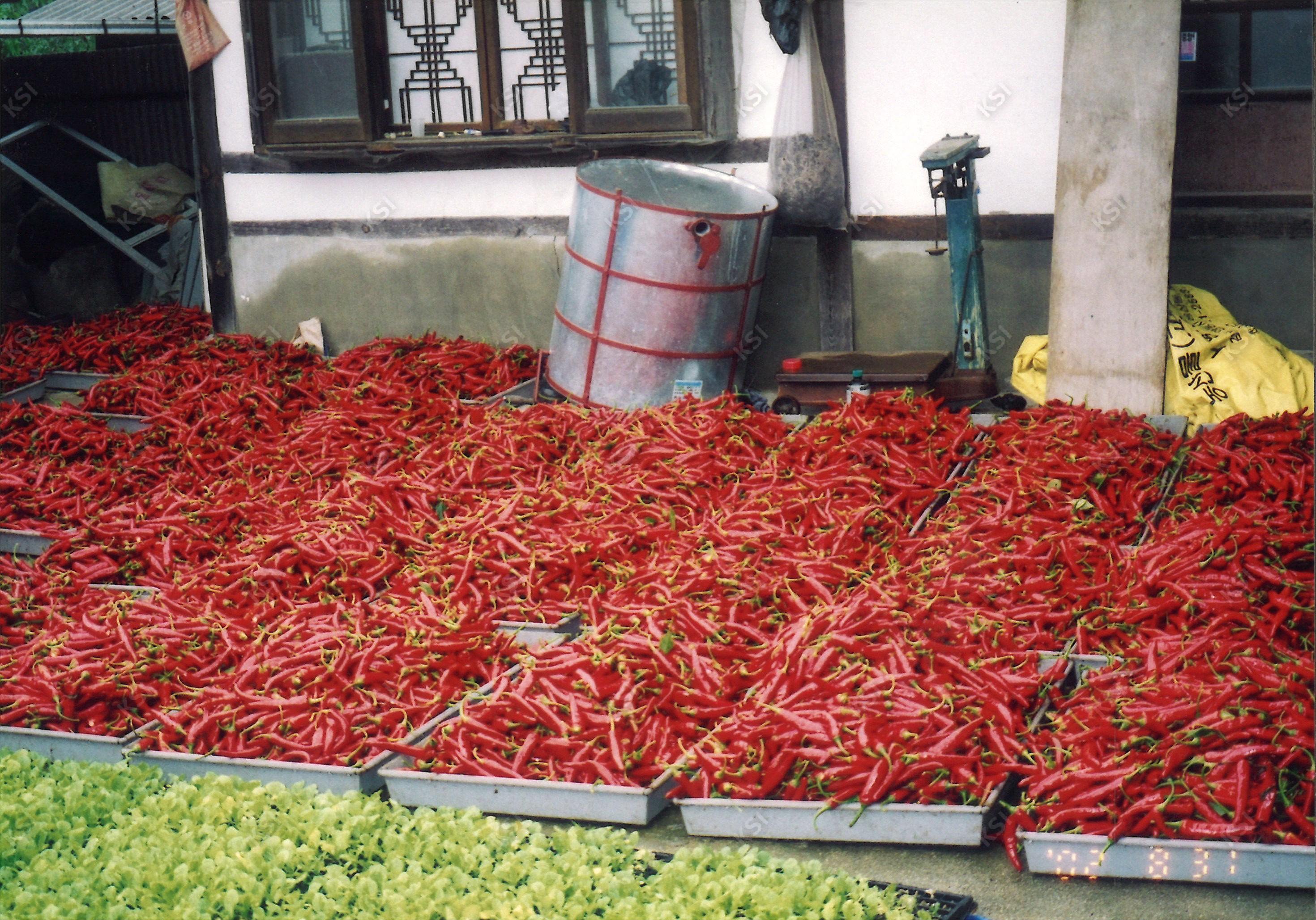 2002년 고추 세척 뒤 건조기에 넣기 전 모습