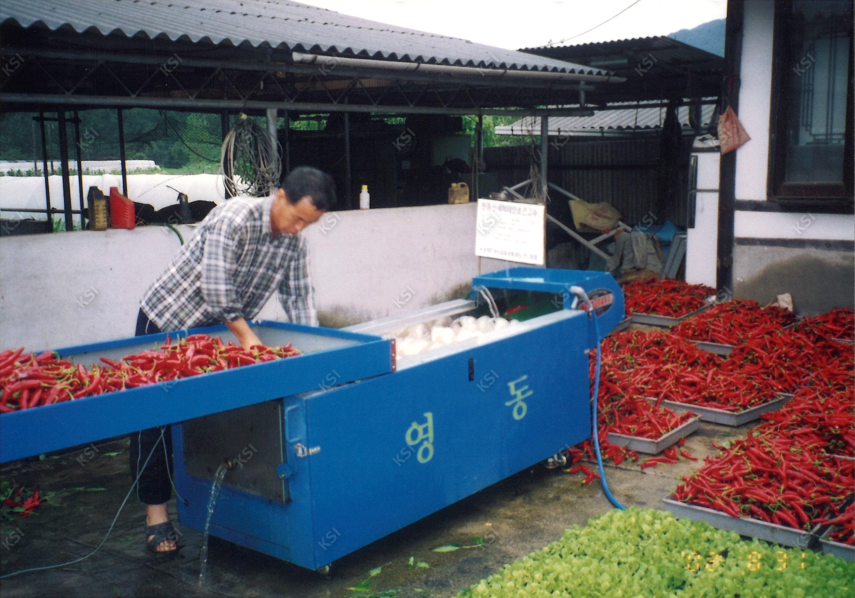 2002년 고추 세척기를 이용하여 고추를 세척하는 모습