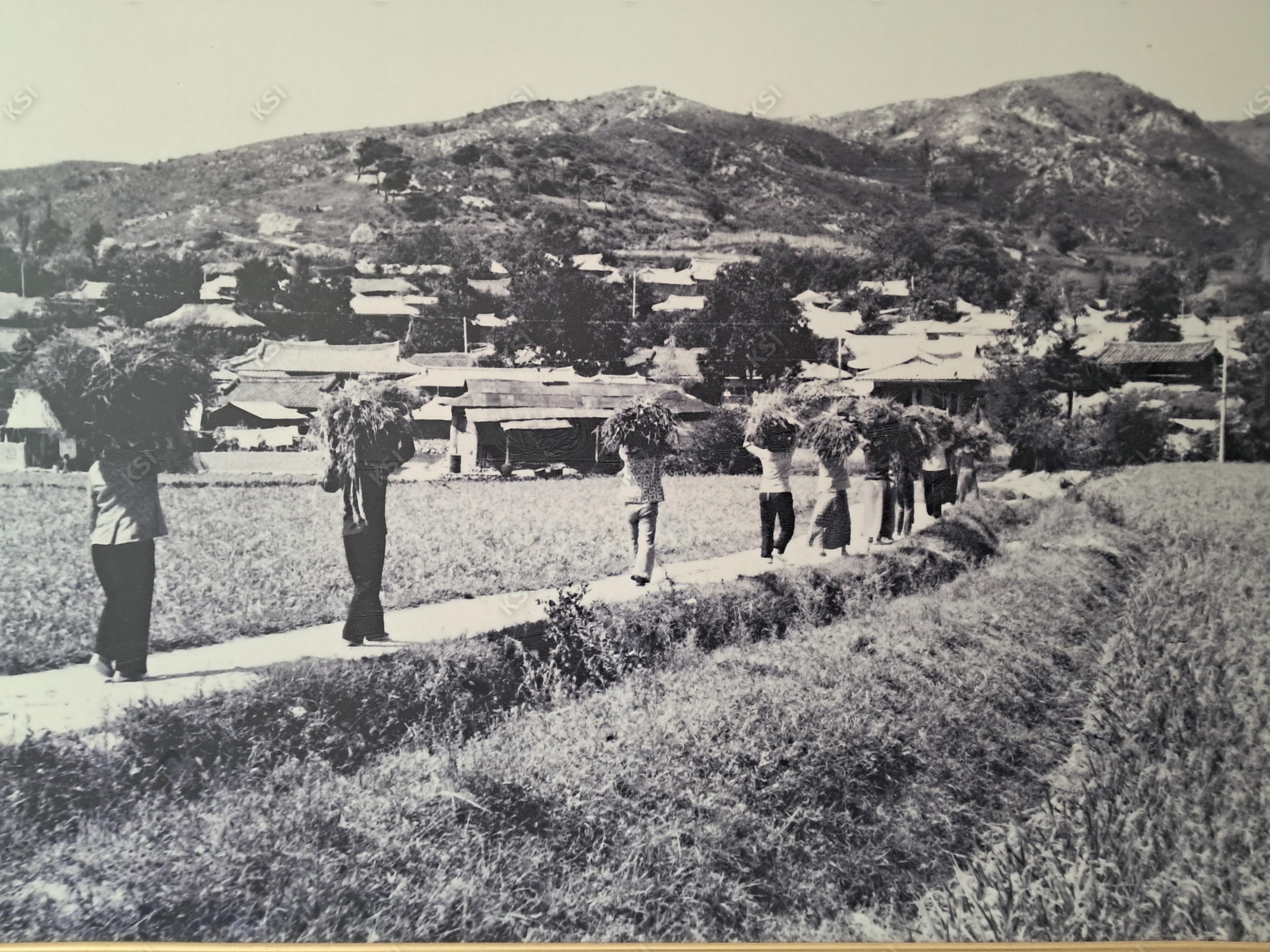 1970년대 대두서리 전경