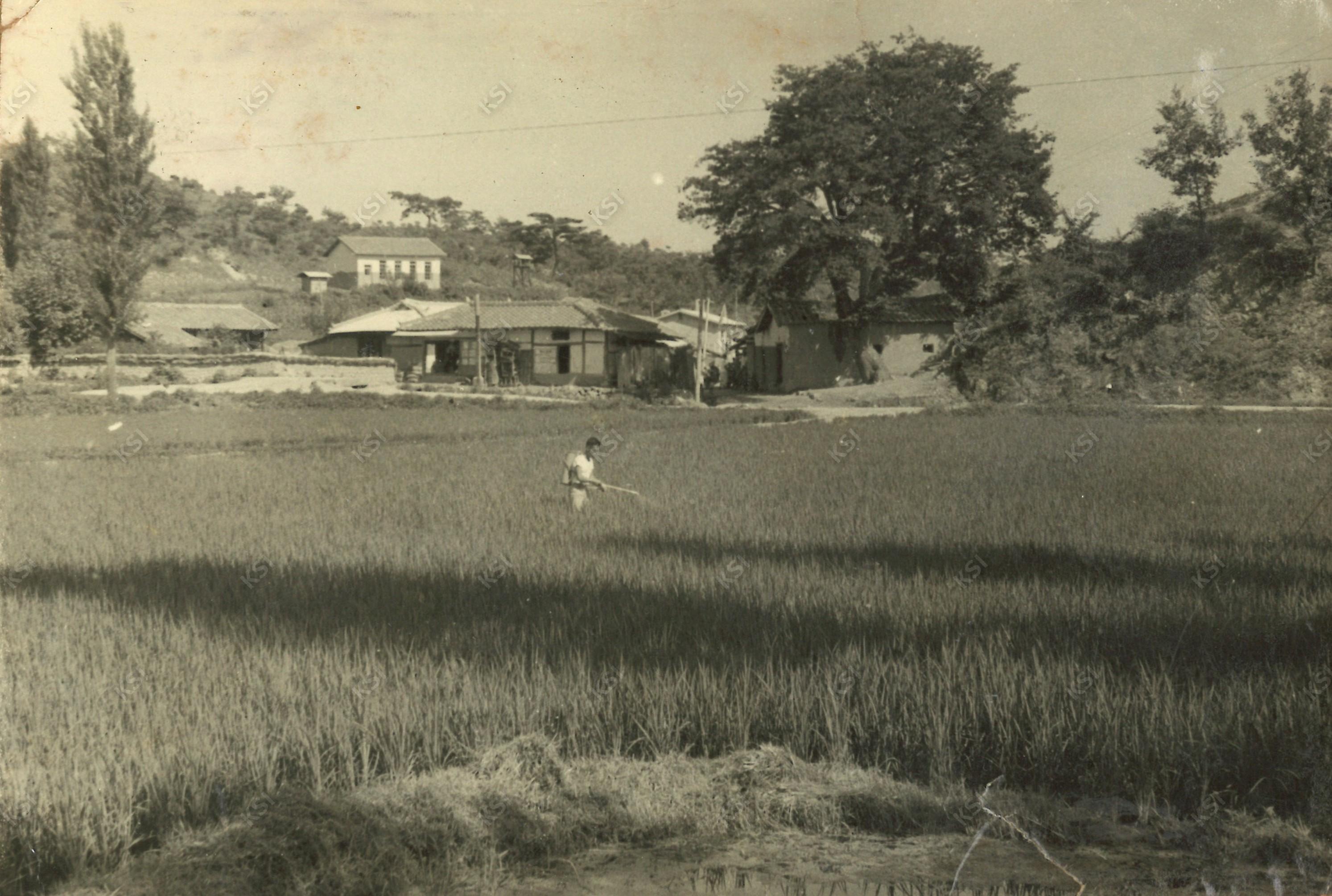 1960년대 말 서후교회와 마을