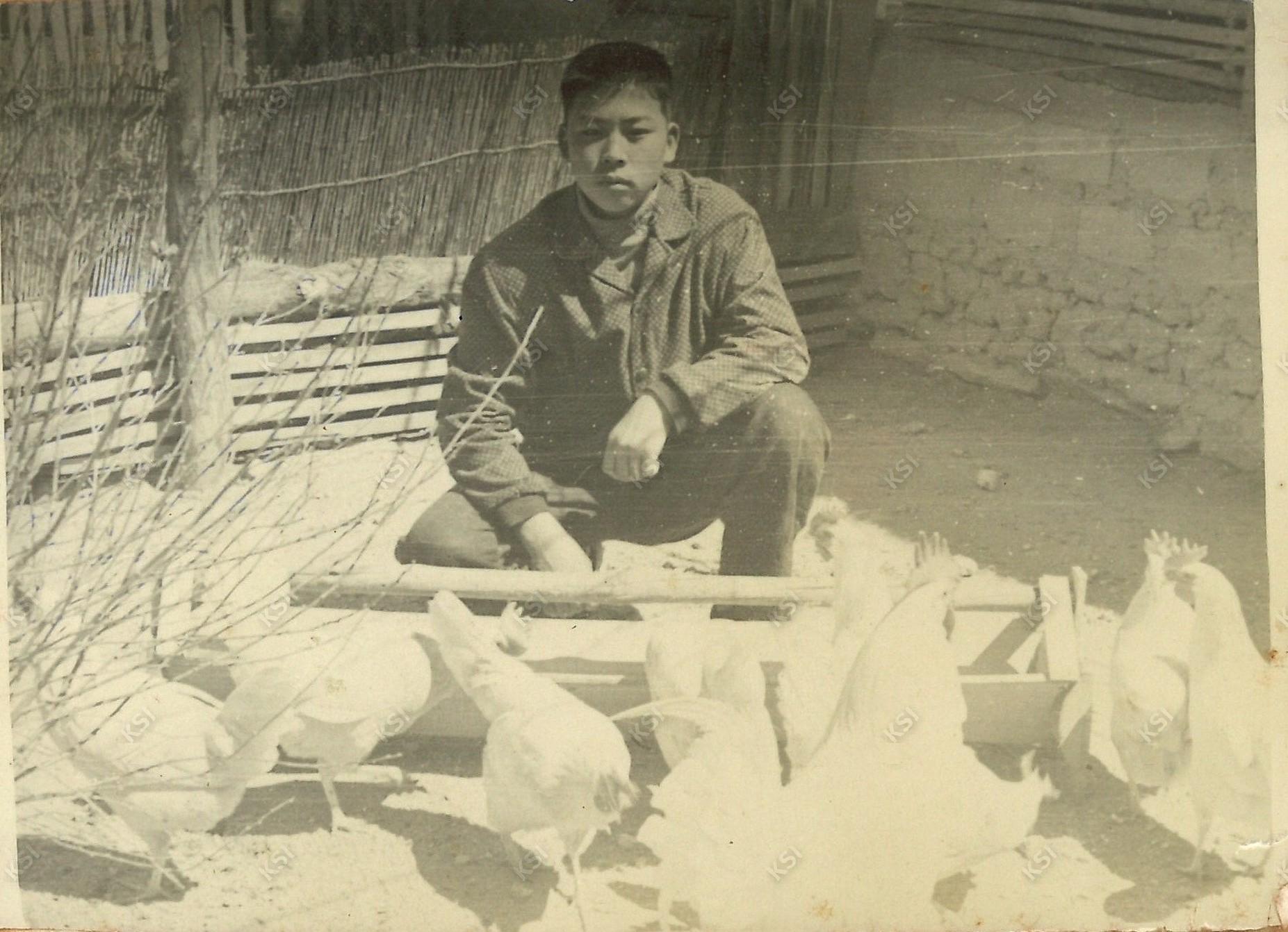 1960~1970년대 텃밭 닭집에서