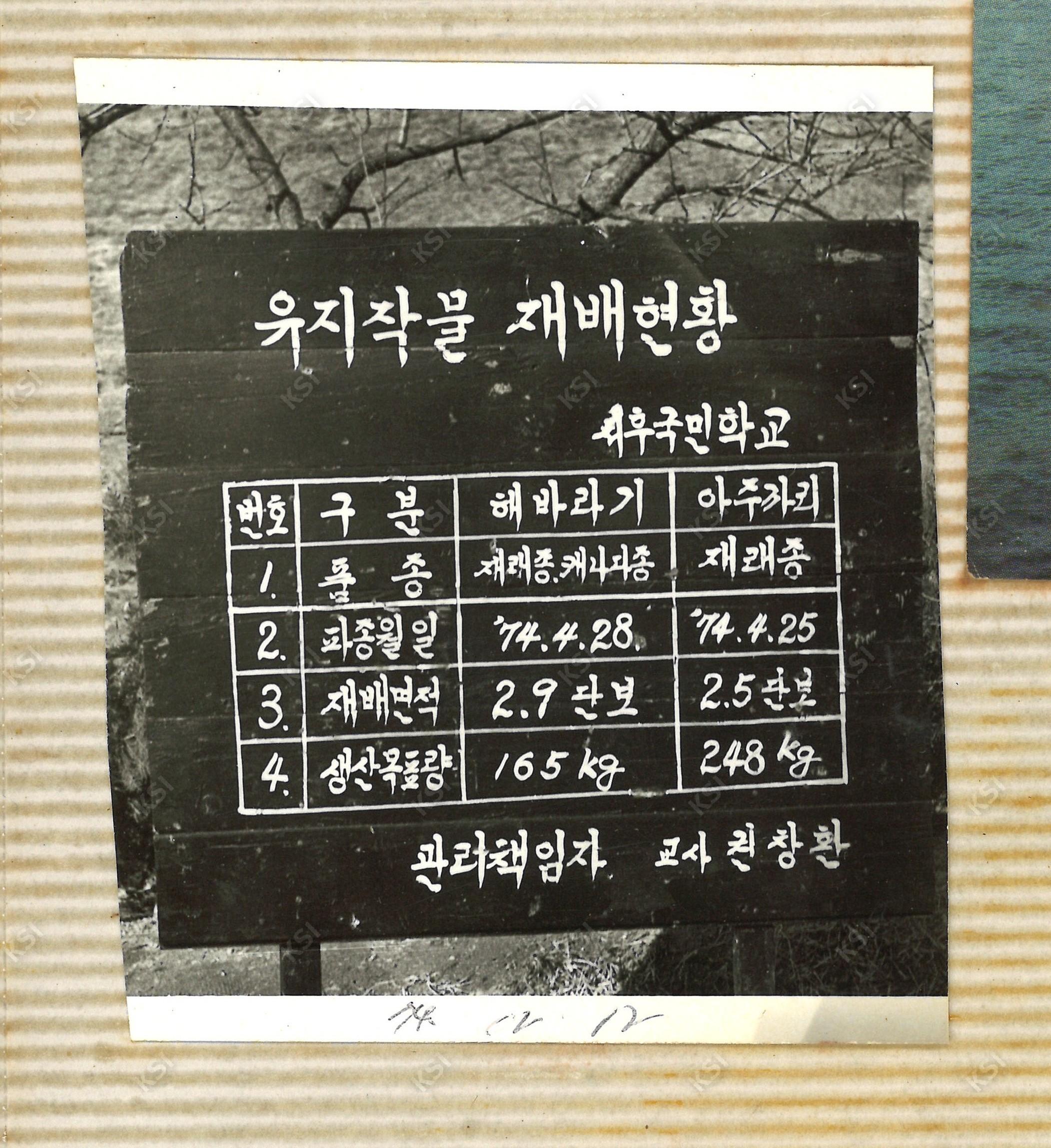 1974년 서후국민학교 작물 재배현황