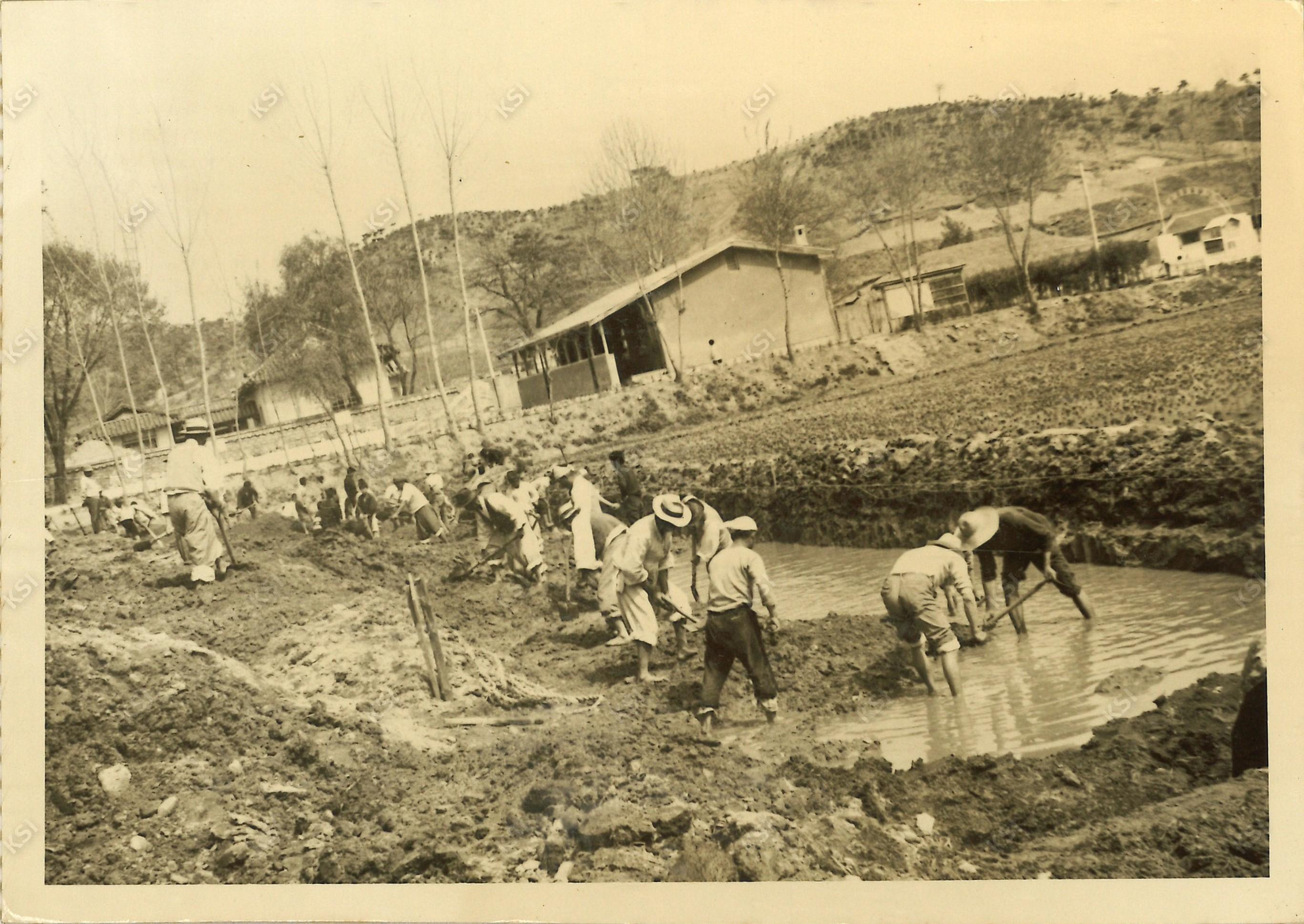 1970년대 서후국민학교 하천 정비