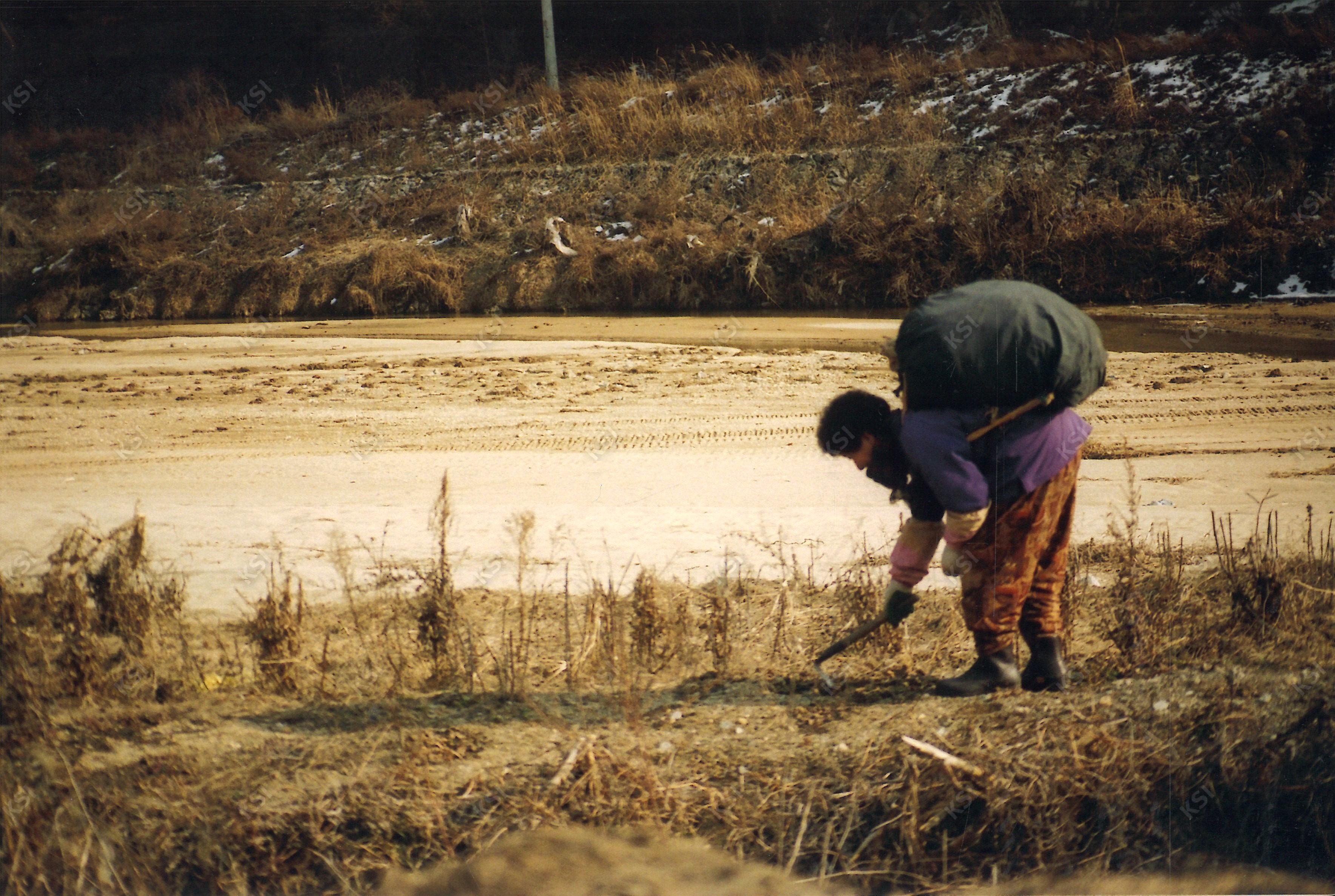 1990년대 중후반 이송천 냉이 캐는 할머니