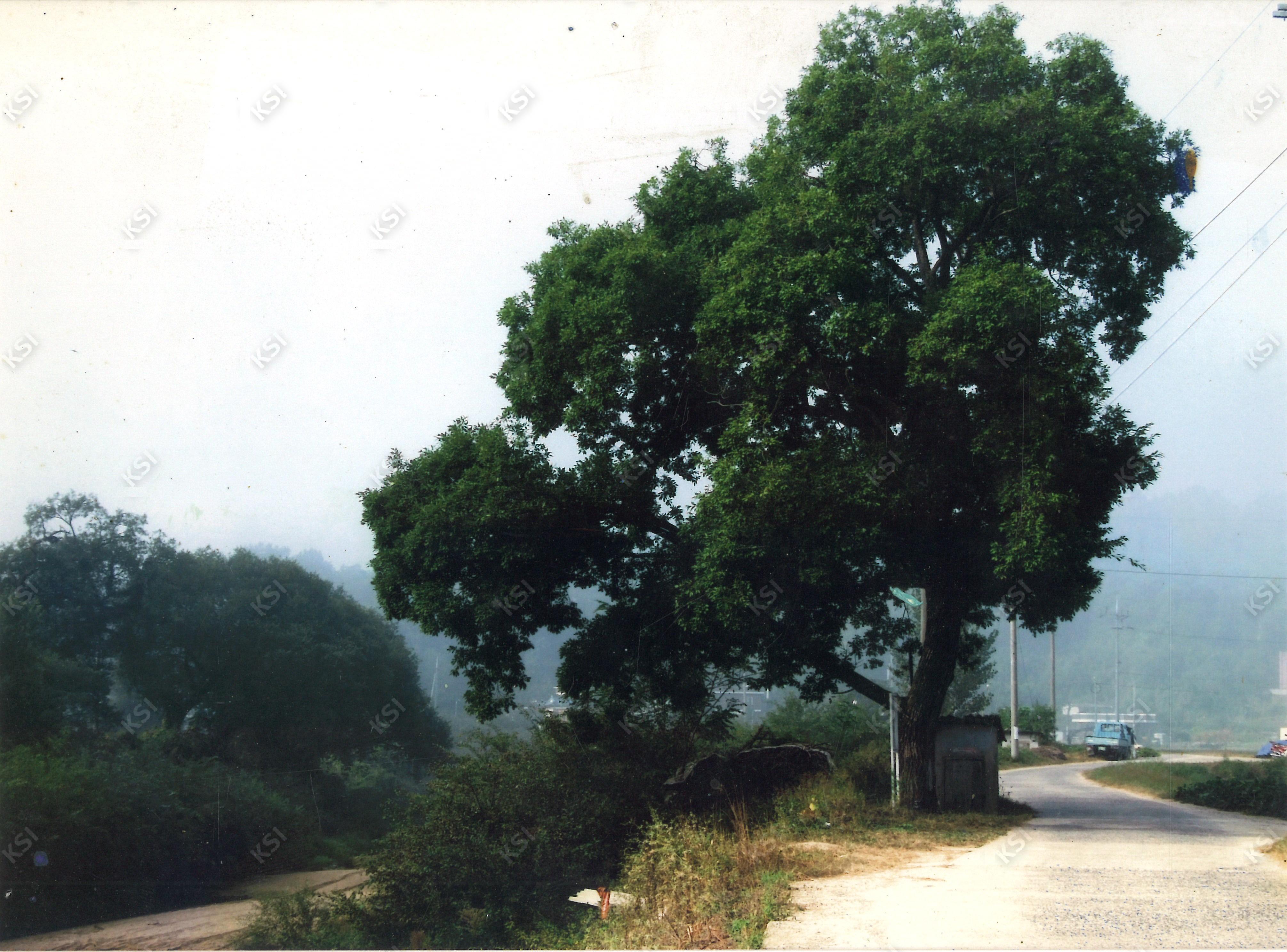 1990년대 중후반 솔밤예술촌(현 송강미술관) 앞 떡버들